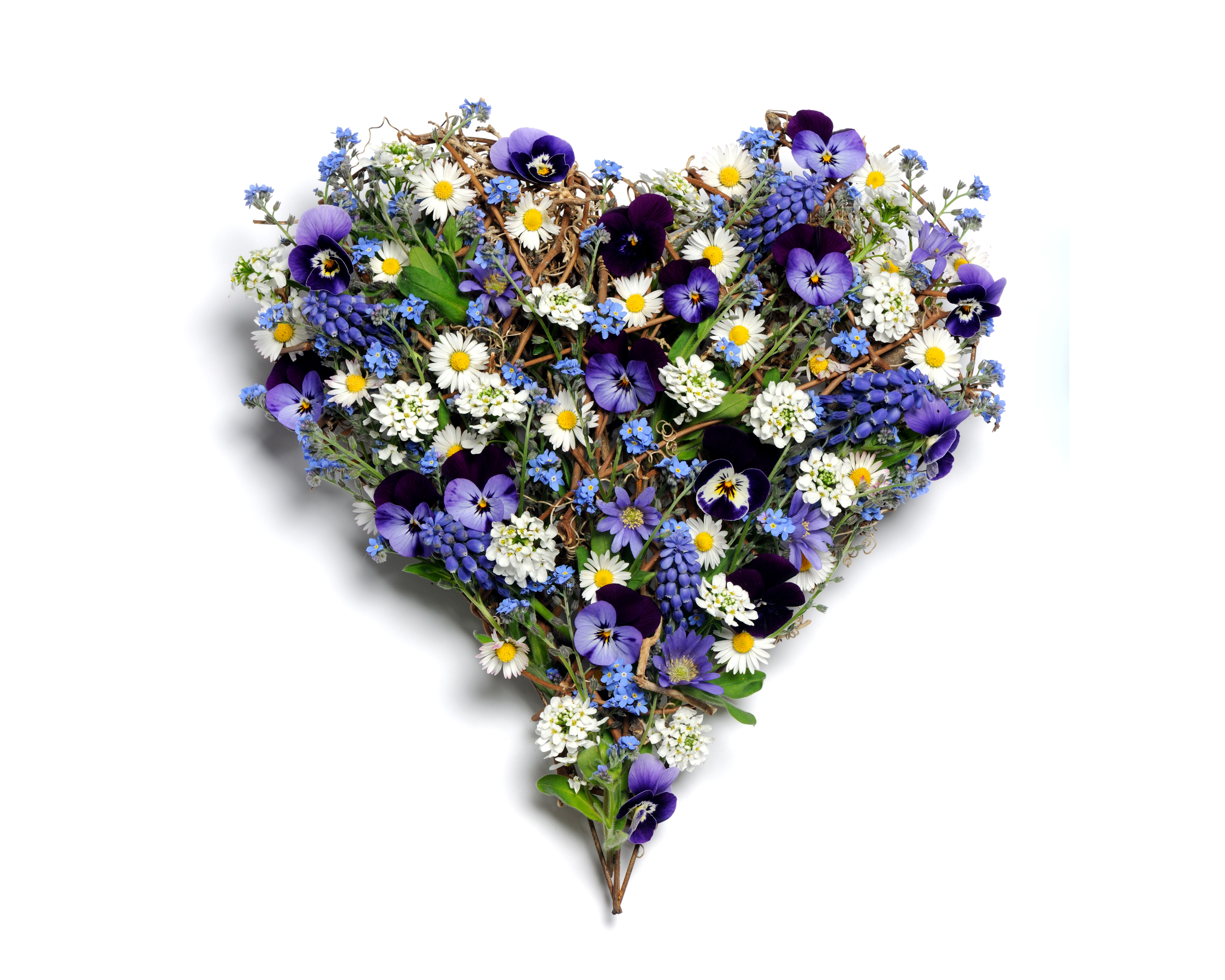 791964 завантажити картинку створено людиною, квітка, ромашка, у формі серця, пансі, фіолетова квітка, біла квітка - шпалери і заставки безкоштовно