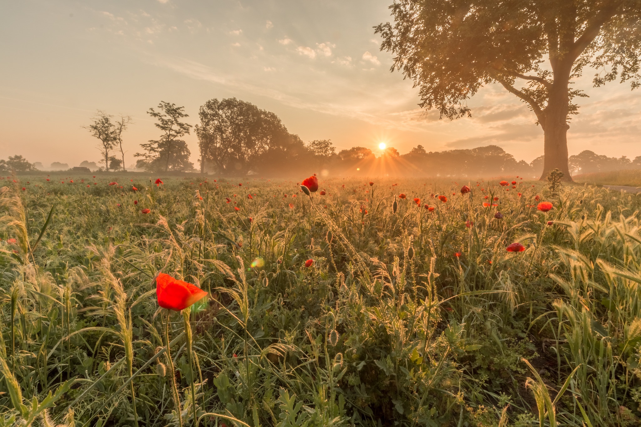 Download mobile wallpaper Nature, Flowers, Flower, Sunrise, Earth, Field, Poppy, Red Flower for free.