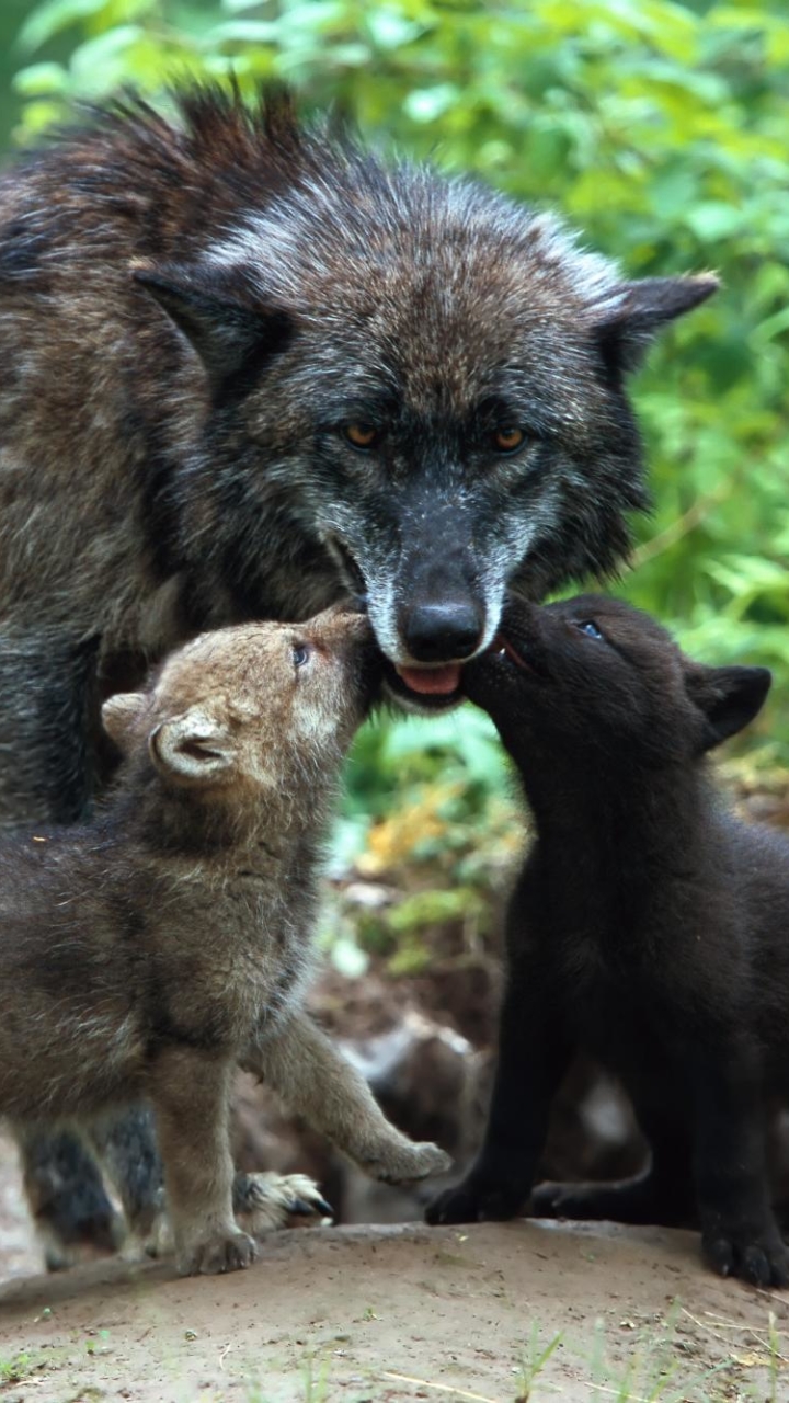 Download mobile wallpaper Wolf, Animal, Puppy, Baby Animal, Wolves for free.