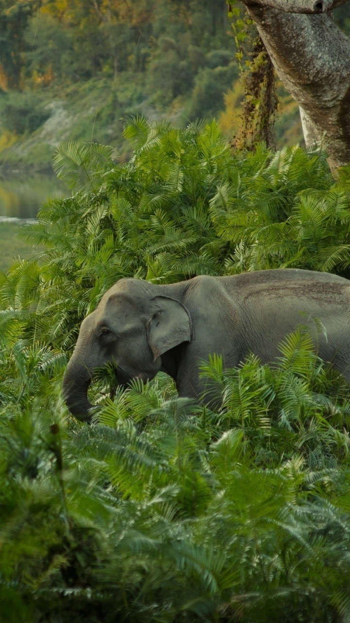 Скачать картинку Животные, Слоны, Джунгли, Слон, Азиатский Слон в телефон бесплатно.