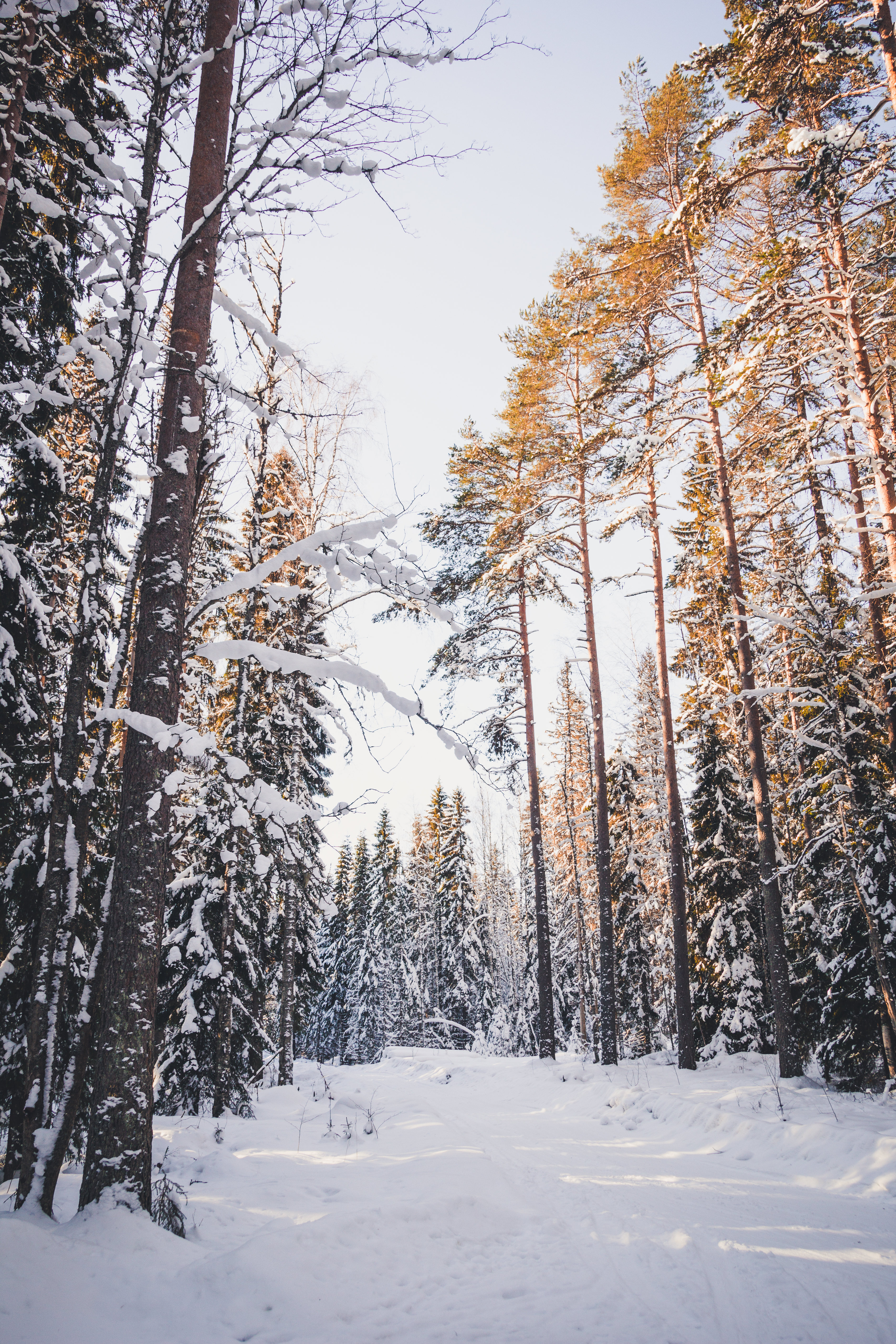 Handy-Wallpaper Winter, Natur, Bäume, Schnee, Wald kostenlos herunterladen.