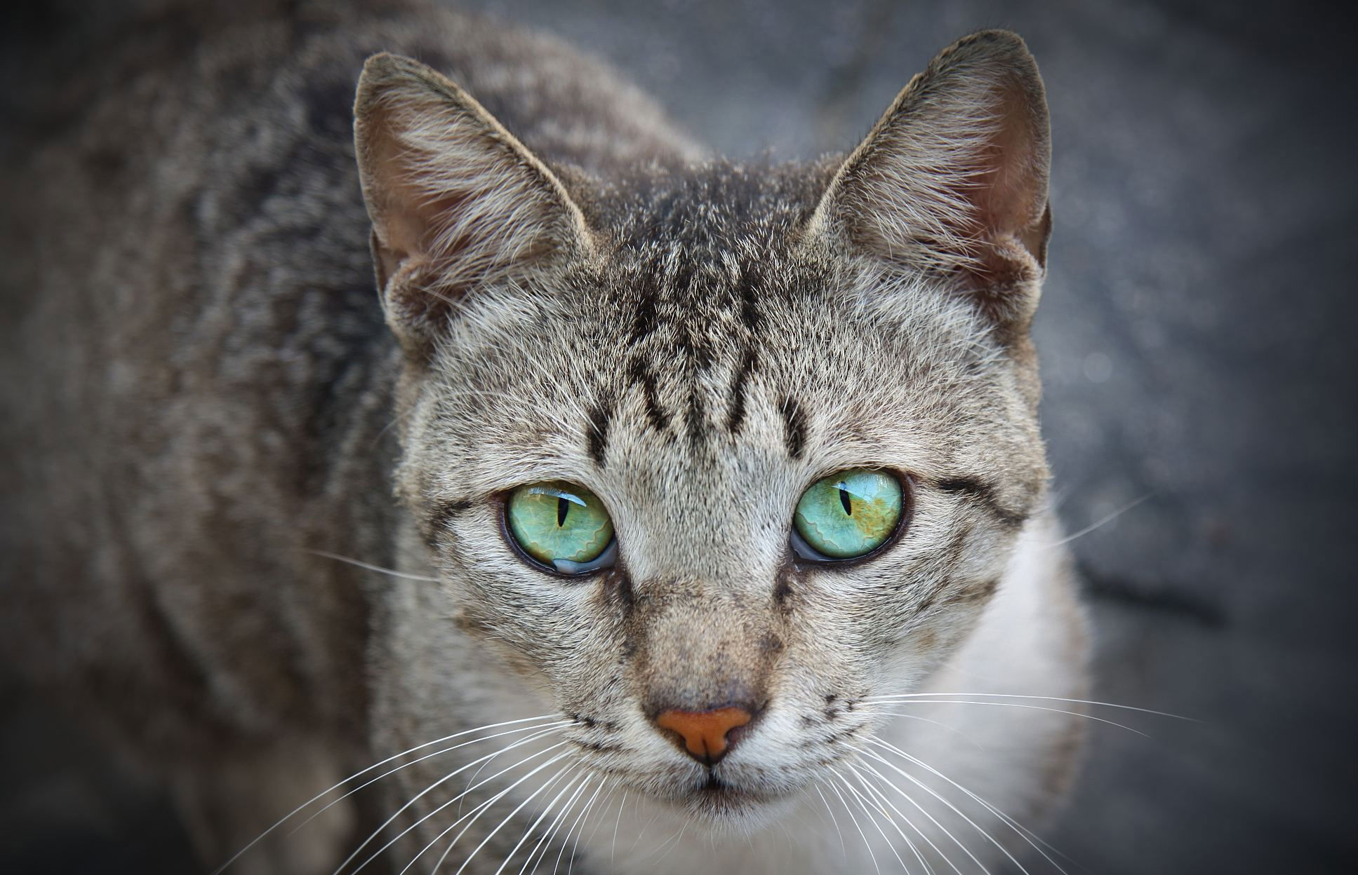 Laden Sie das Tiere, Katzen, Katze-Bild kostenlos auf Ihren PC-Desktop herunter