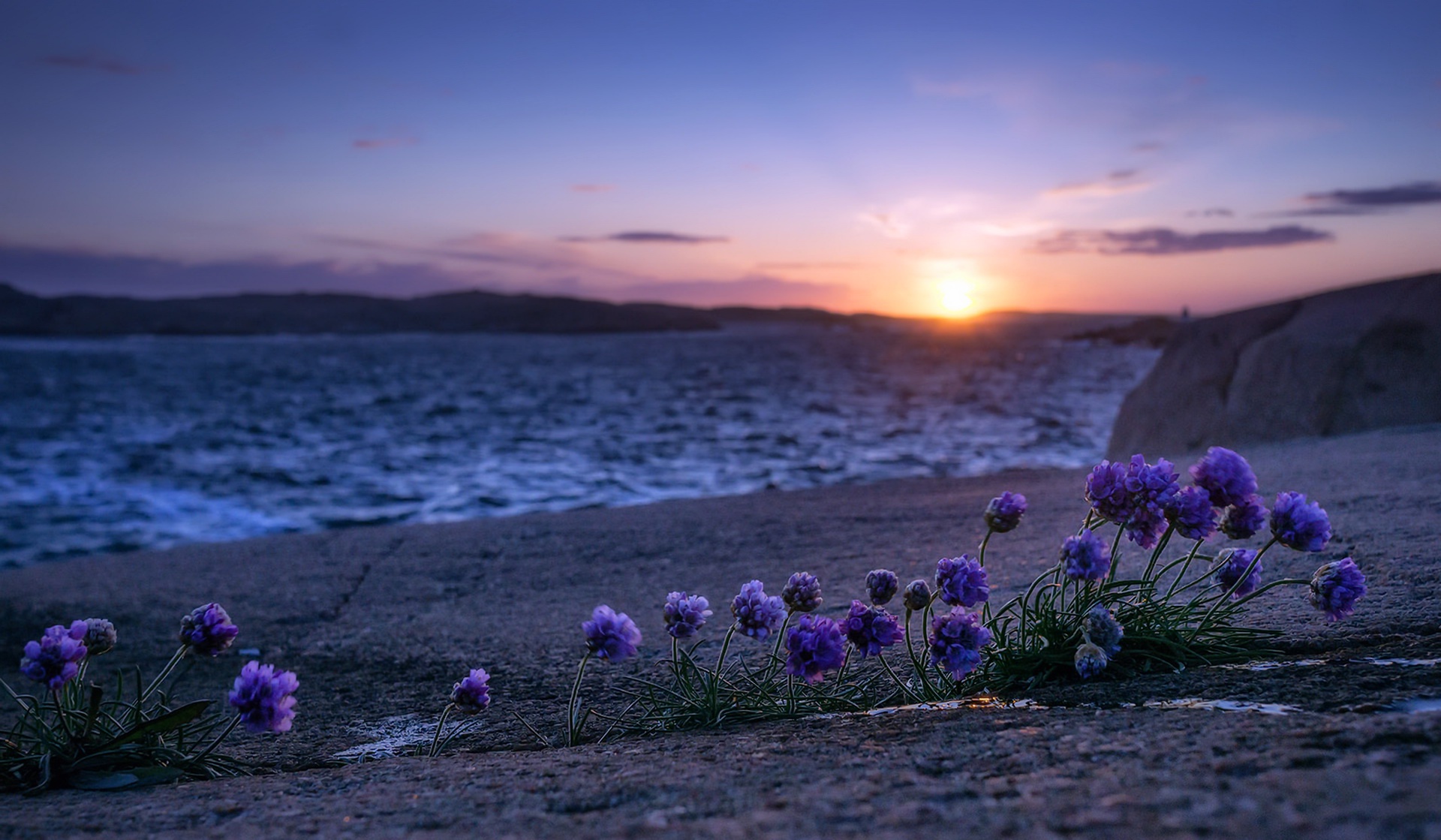 Free download wallpaper Nature, Horizon, Flower, Sunrise, Earth, Purple Flower on your PC desktop