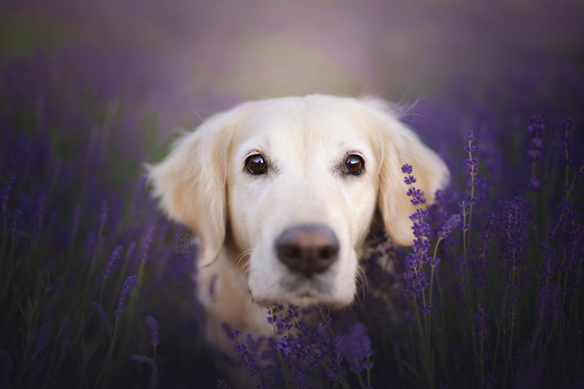 Download mobile wallpaper Dogs, Flower, Dog, Muzzle, Animal, Golden Retriever, Lavender for free.