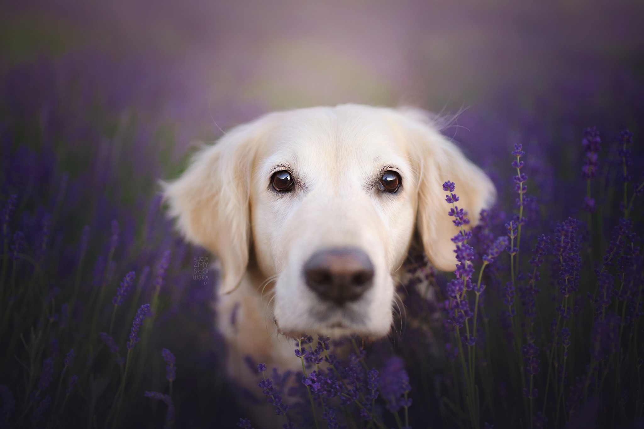 Baixar papel de parede para celular de Animais, Cães, Flor, Cão, Focinho, Golden Retriever, Lavanda gratuito.