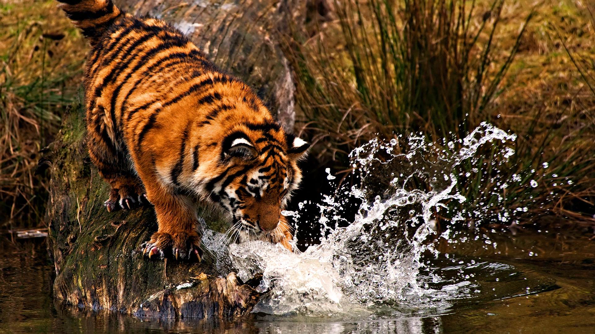 Laden Sie das Tiere, Tiger-Bild kostenlos auf Ihren PC-Desktop herunter