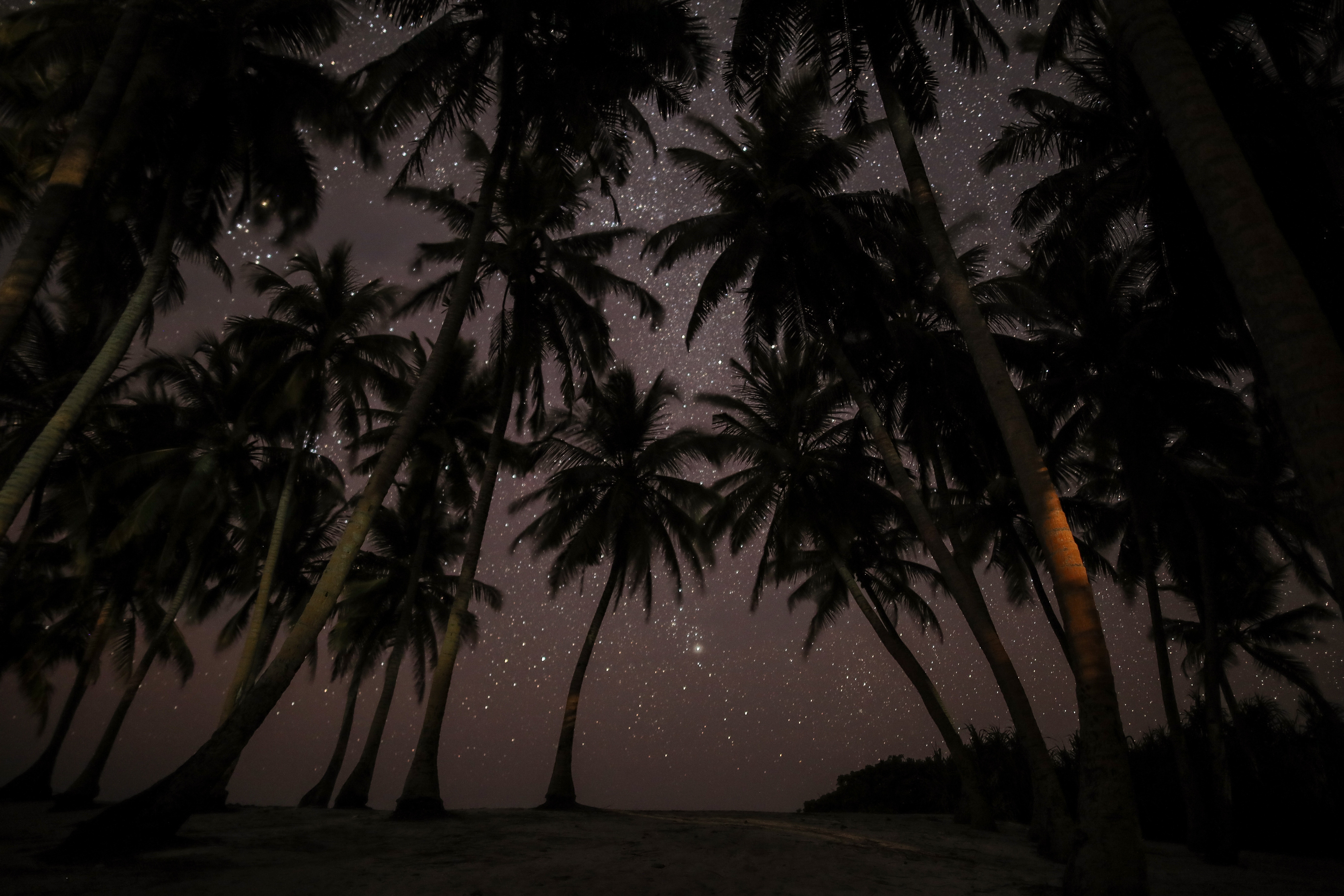 Скачать обои бесплатно Ночь, Природа, Звездное Небо, Тропики, Пальмы, Мальдивы картинка на рабочий стол ПК