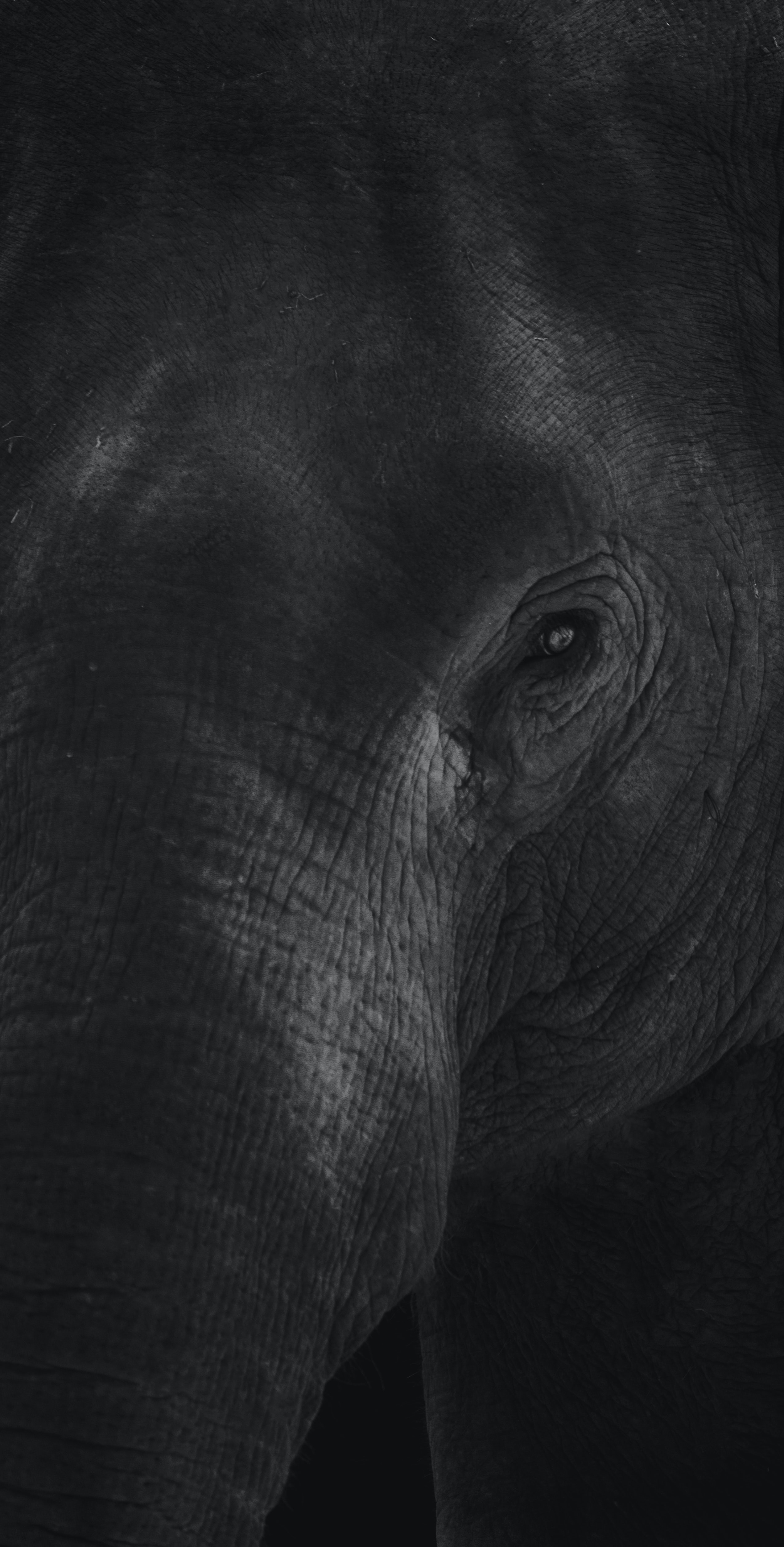 129844 télécharger l'image éléphant, p c, animaux, chb, animal, l'éléphant, œil, oeil, cuir, peau - fonds d'écran et économiseurs d'écran gratuits