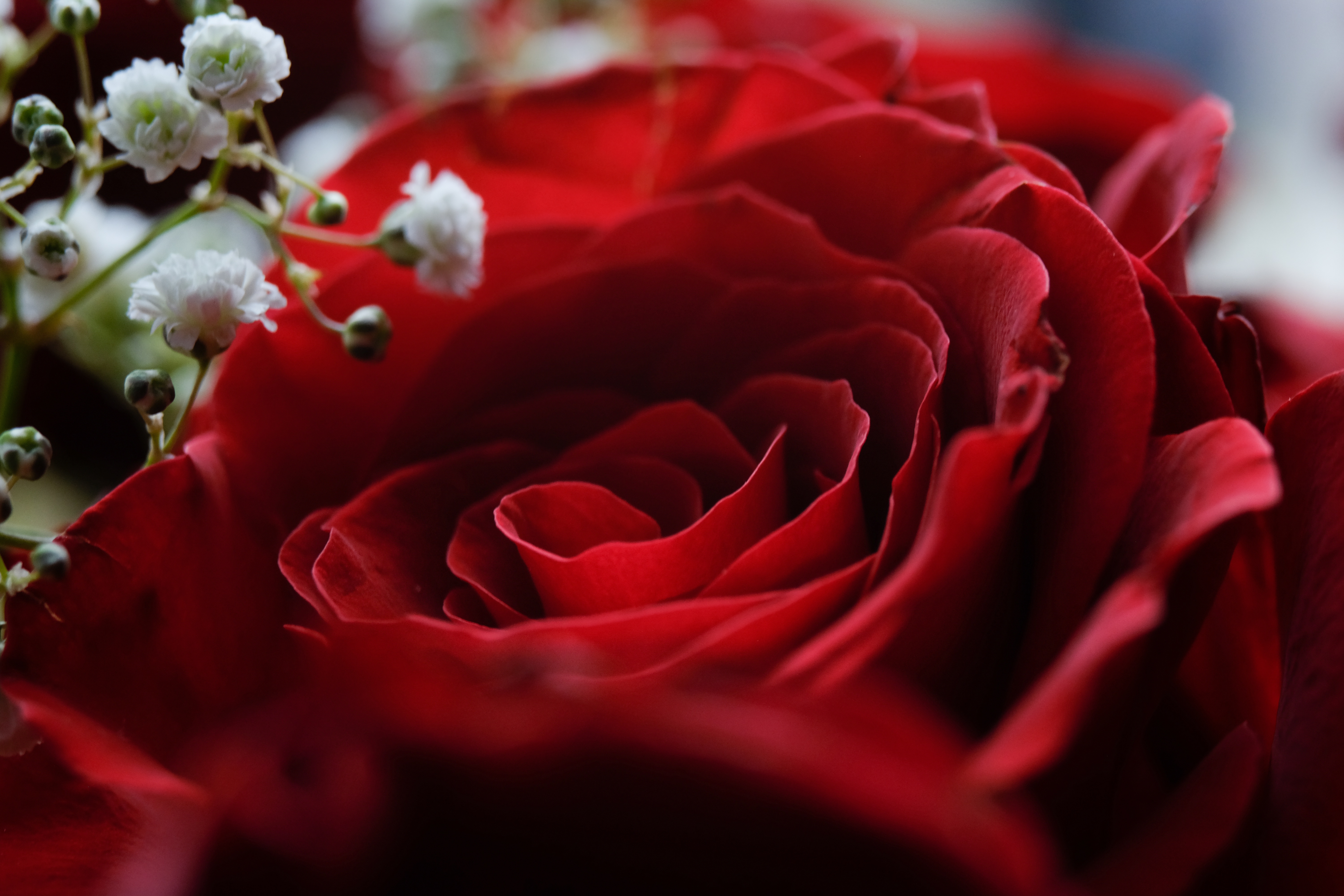 Free download wallpaper Flowers, Macro, Rose, Blur, Earth, Petal, Red Rose, Red Flower on your PC desktop