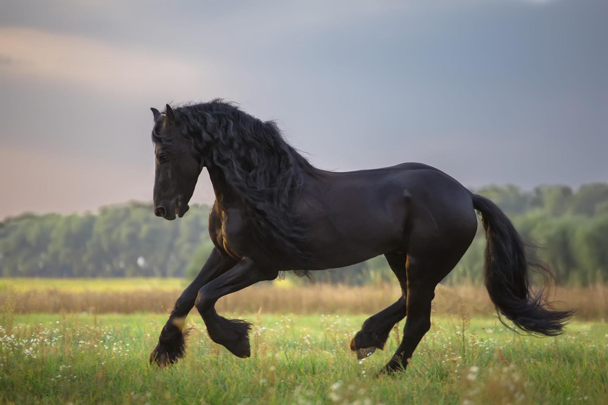 Download mobile wallpaper Animal, Horse for free.