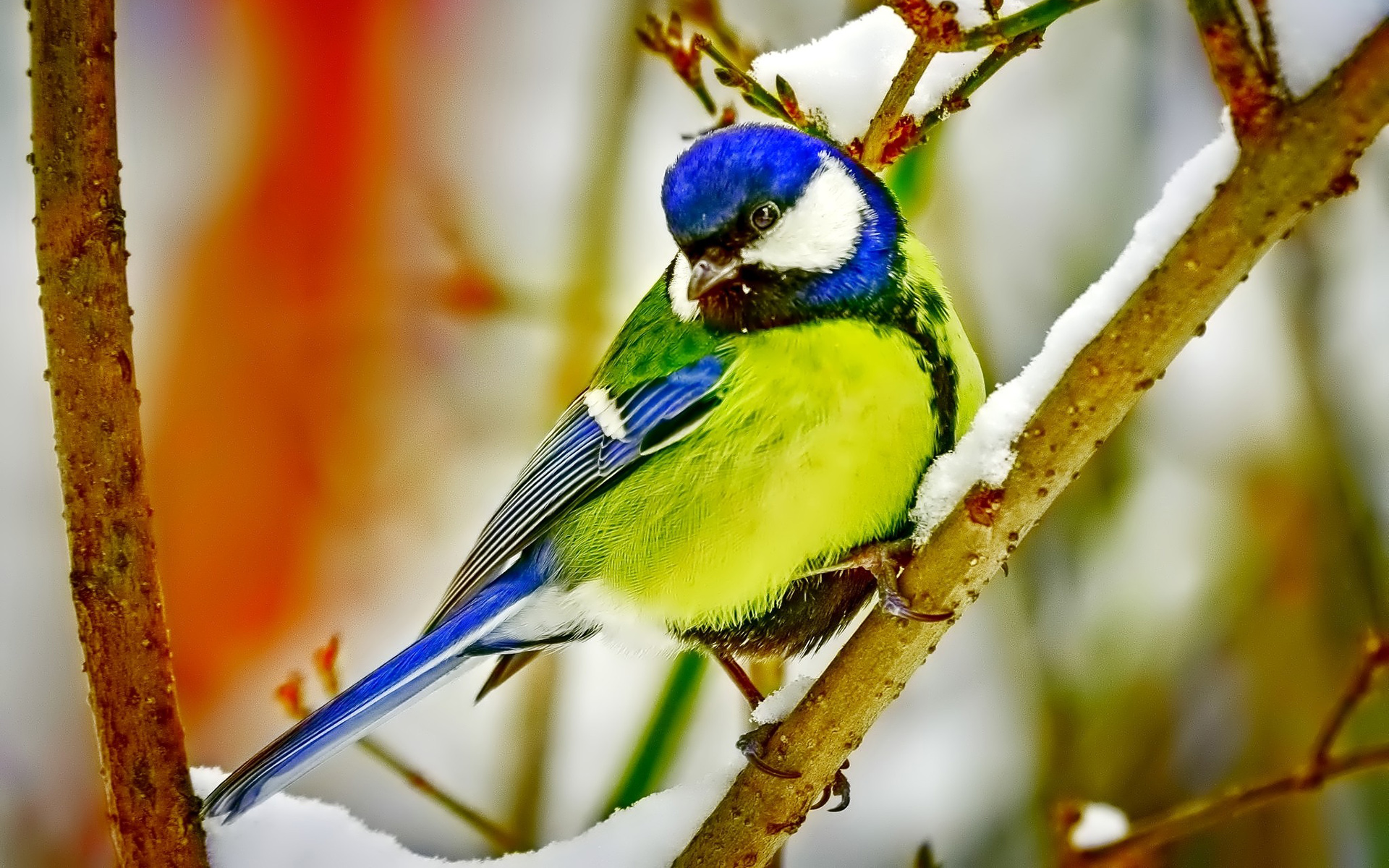 Download mobile wallpaper Bird, Animal, Titmouse for free.