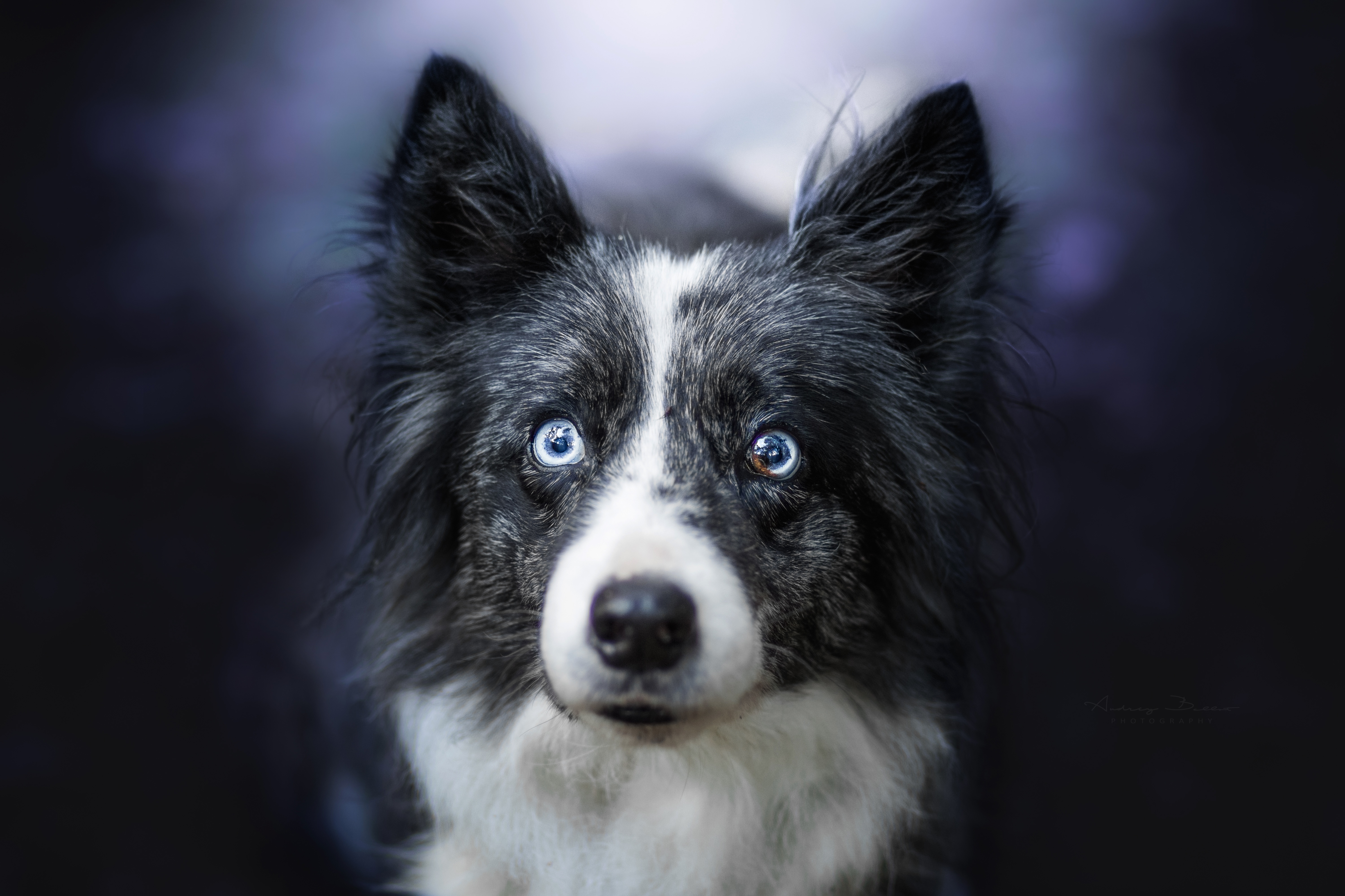 Laden Sie das Tiere, Hunde, Hund, Schnauze, Border Collie, Starren-Bild kostenlos auf Ihren PC-Desktop herunter