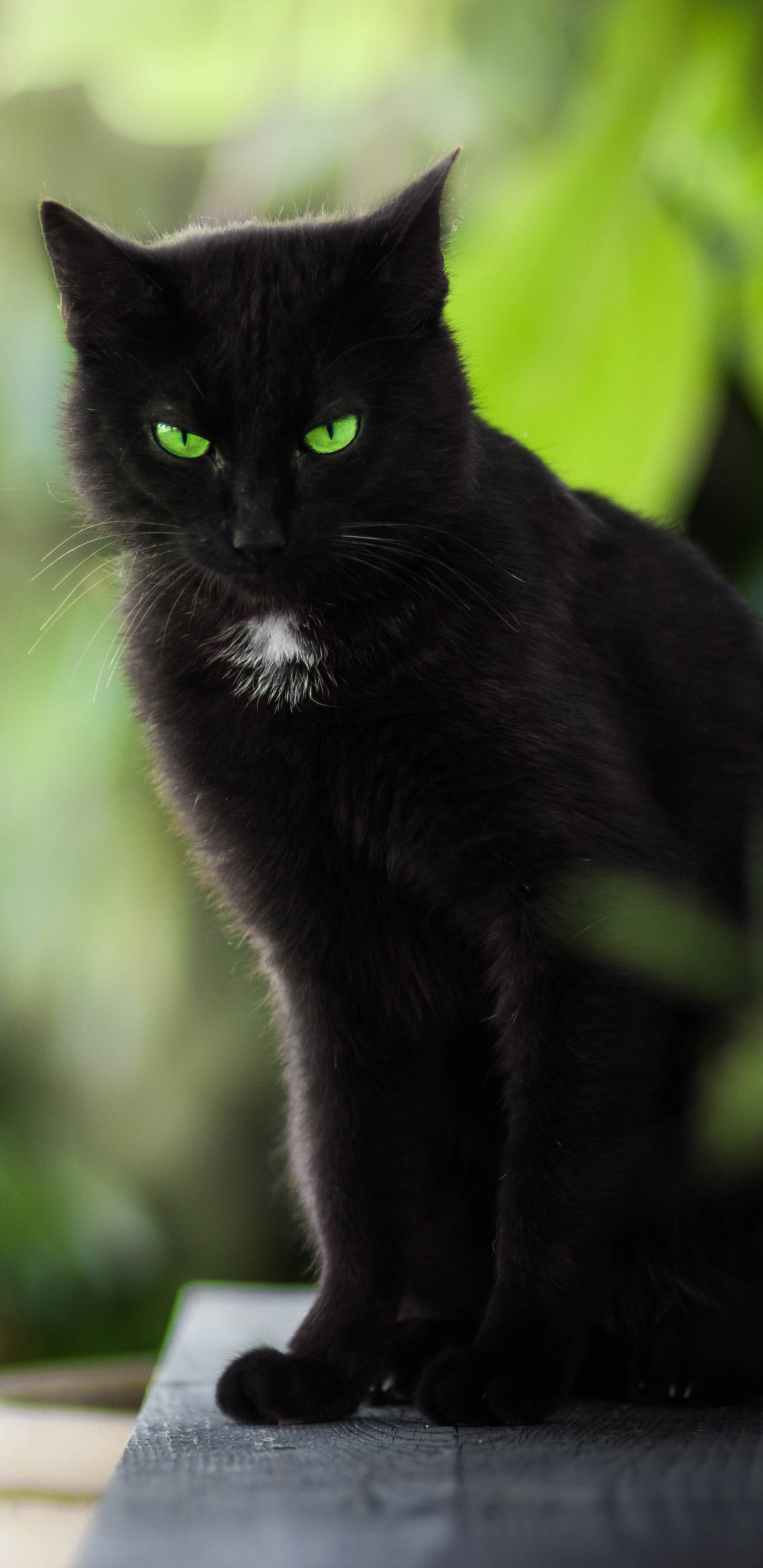 Handy-Wallpaper Tiere, Katzen, Katze, Grüne Augen, Starren kostenlos herunterladen.