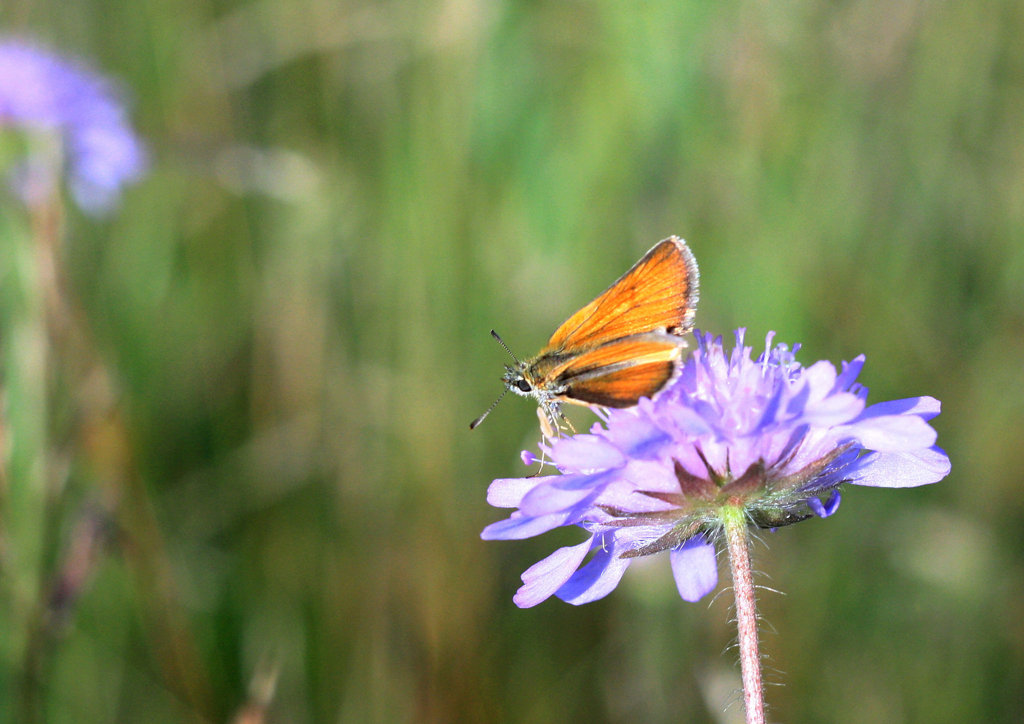 Free download wallpaper Flower, Blur, Insect, Butterfly, Animal, Purple Flower on your PC desktop