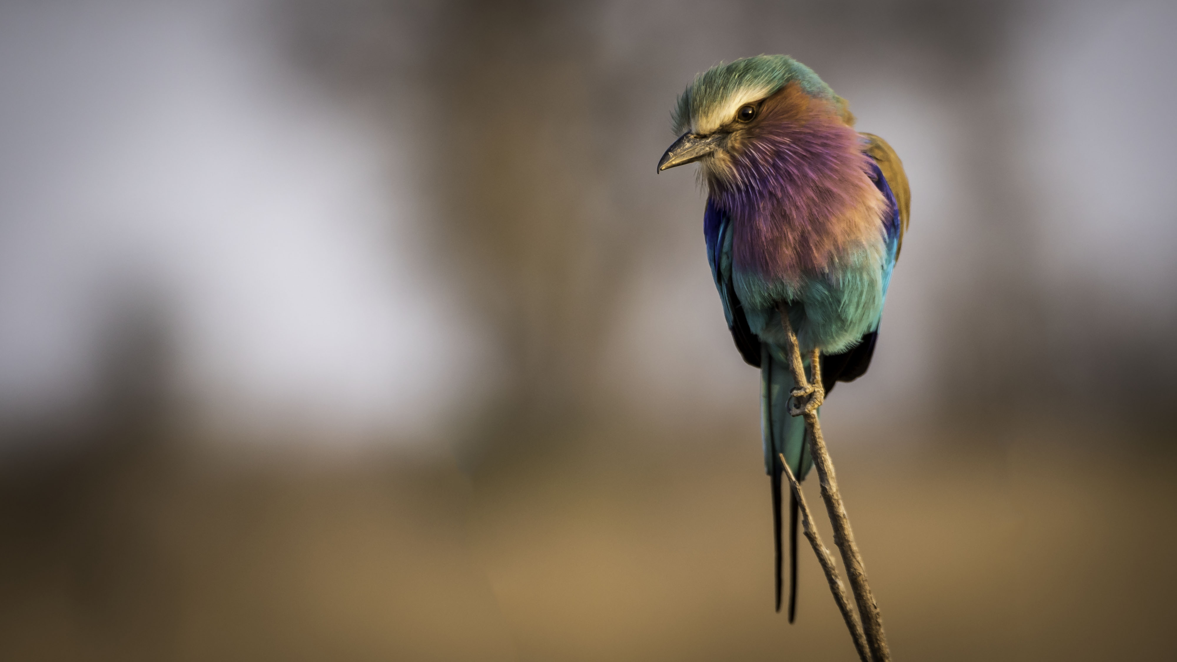 Laden Sie das Tiere, Vögel, Vogel, Lilac Breasted Roller-Bild kostenlos auf Ihren PC-Desktop herunter