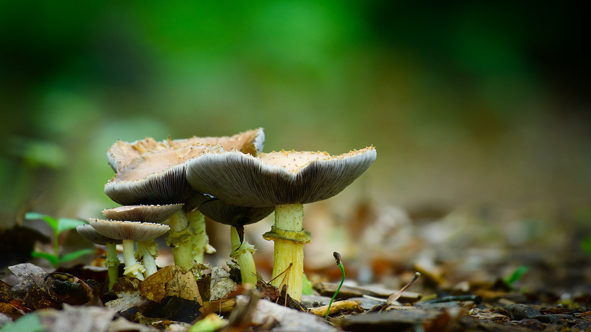 Téléchargez gratuitement l'image Automne, Fermer, Champignon, La Nature, Terre/nature sur le bureau de votre PC