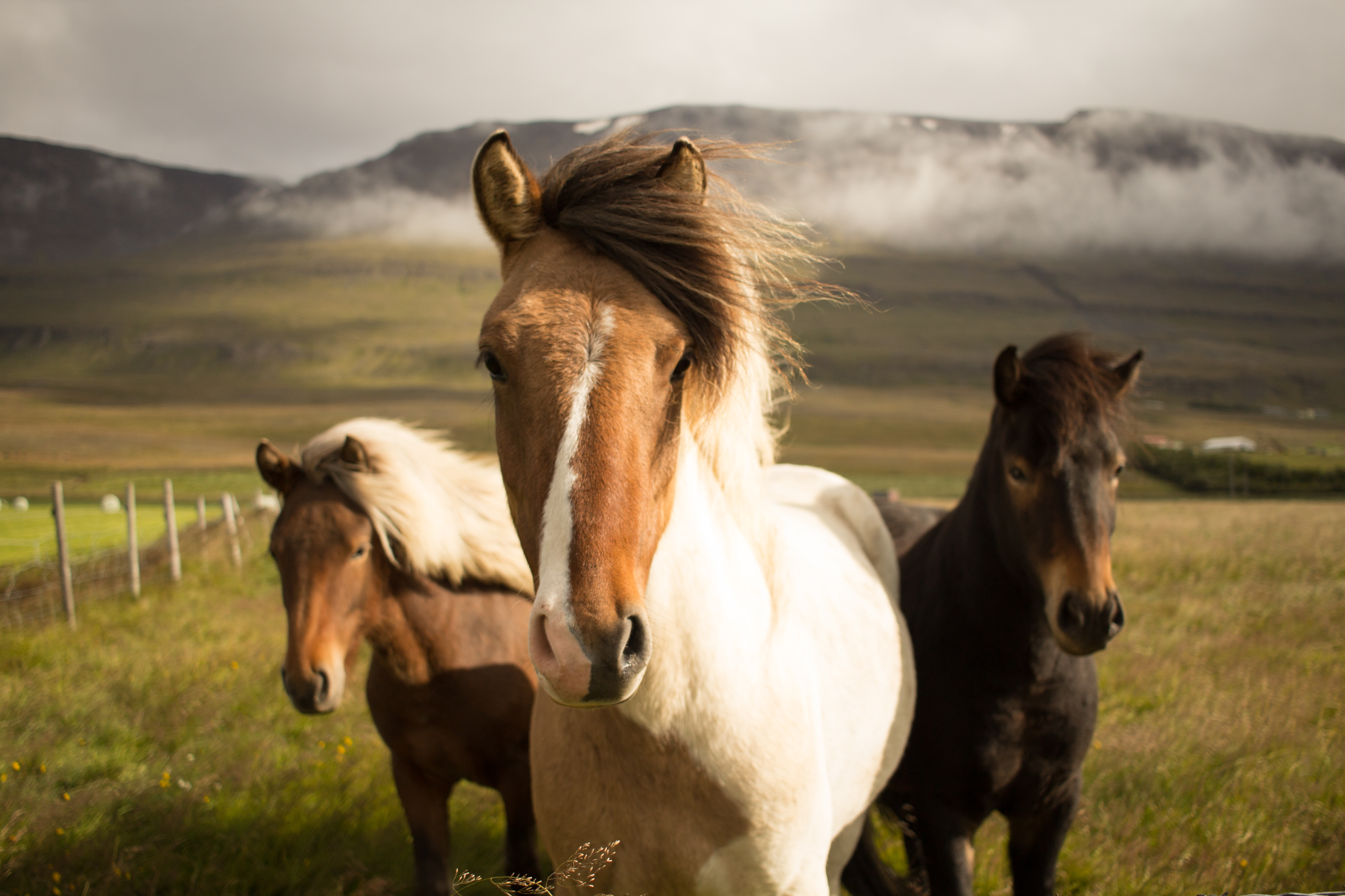 PCデスクトップに動物, 馬, 見詰める, 被写界深度画像を無料でダウンロード