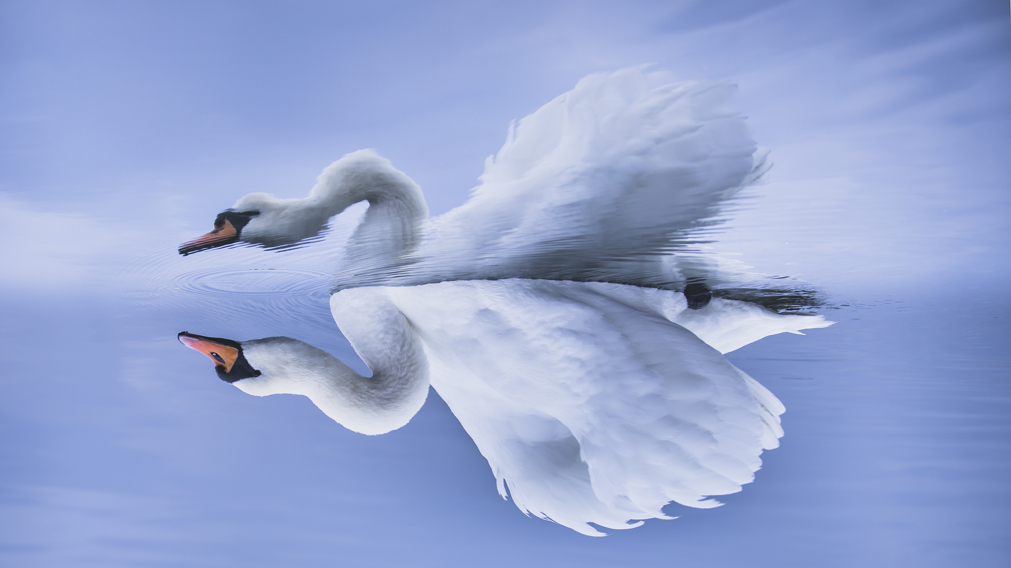 Download mobile wallpaper Birds, Reflection, Bird, Animal, Swan, Mute Swan for free.