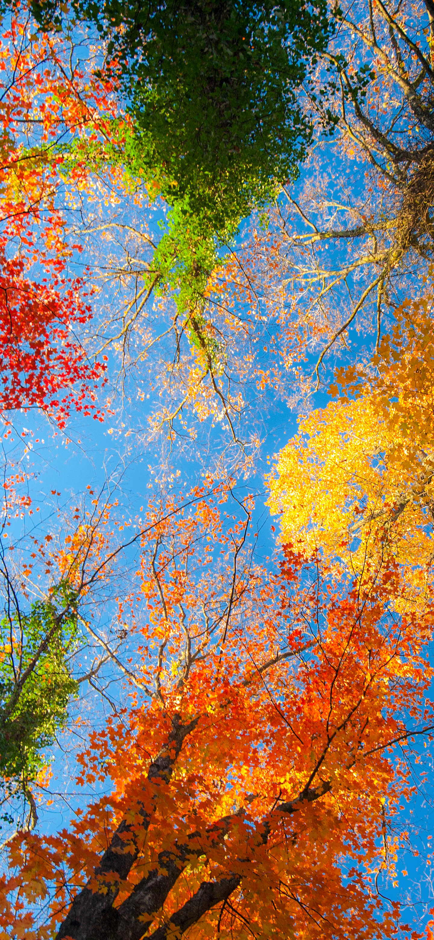 Download mobile wallpaper Nature, Fall, Earth, Treetops for free.