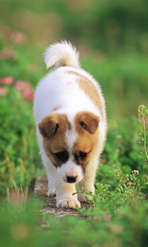 Download mobile wallpaper Dogs, Animal, Puppy for free.