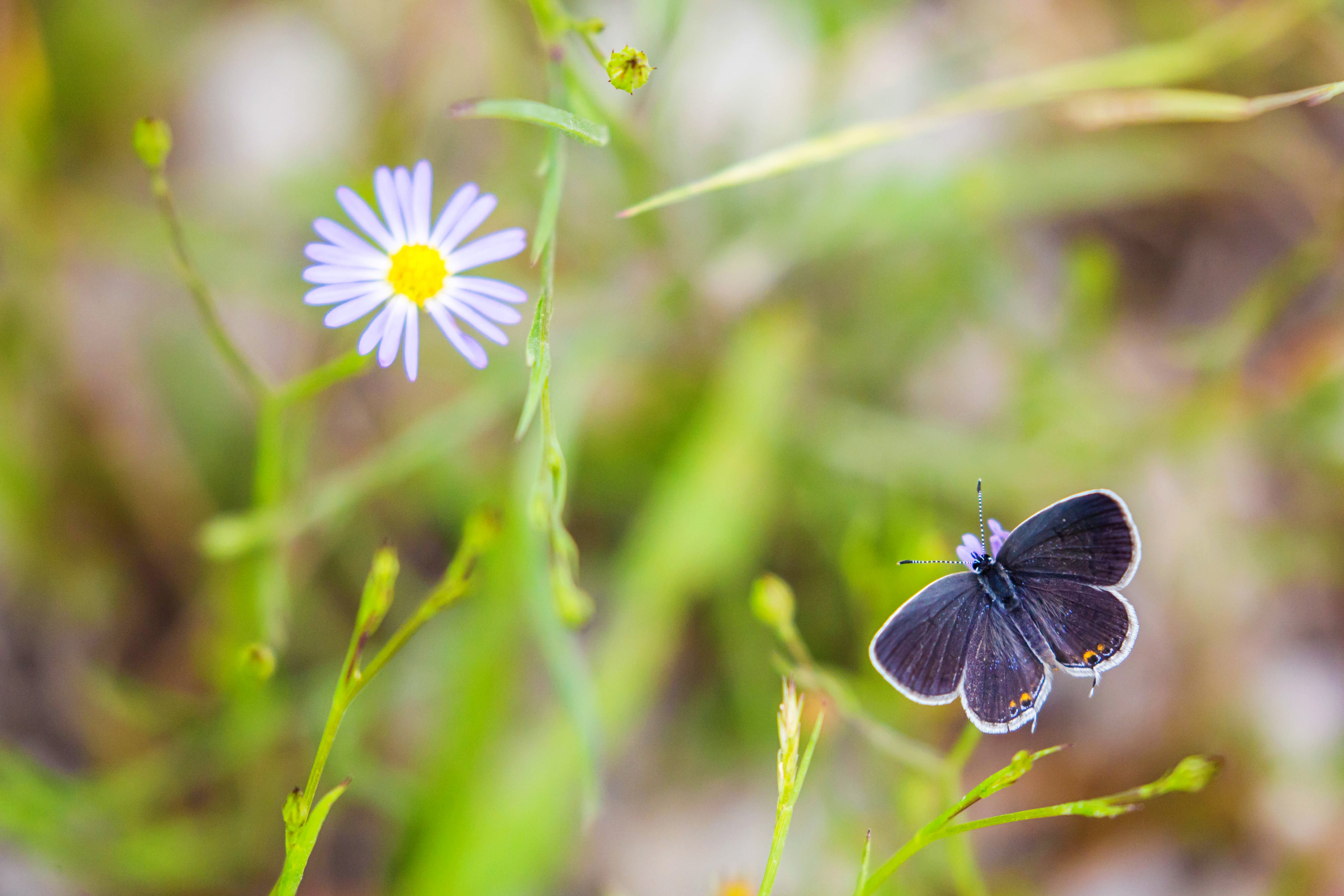 Free download wallpaper Animals, Macro, Wings, Focus, Butterfly on your PC desktop