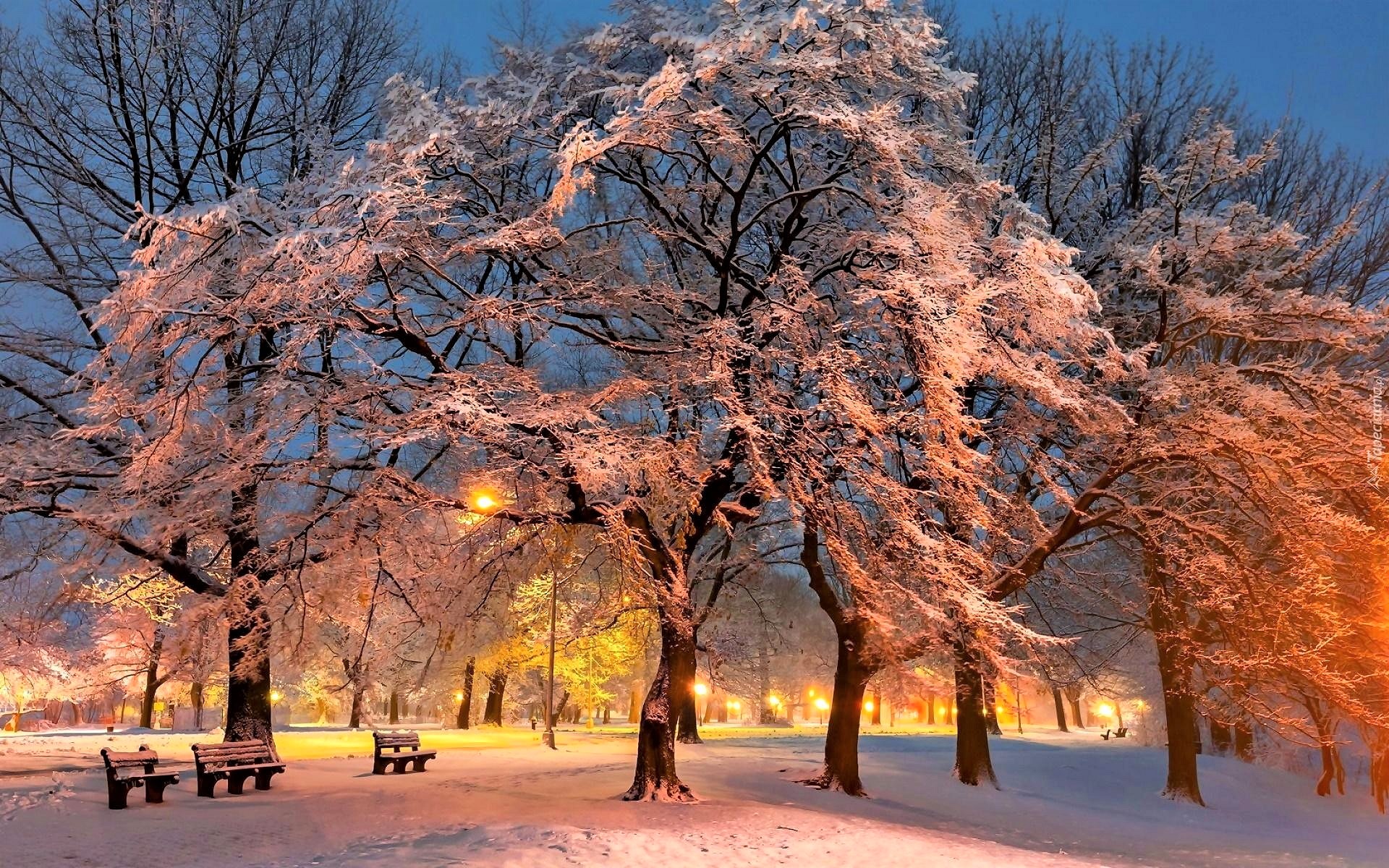 Скачать картинку Зима, Снег, Свет, Парк, Дерево, Сумерки, Скамейка, Фотографии в телефон бесплатно.