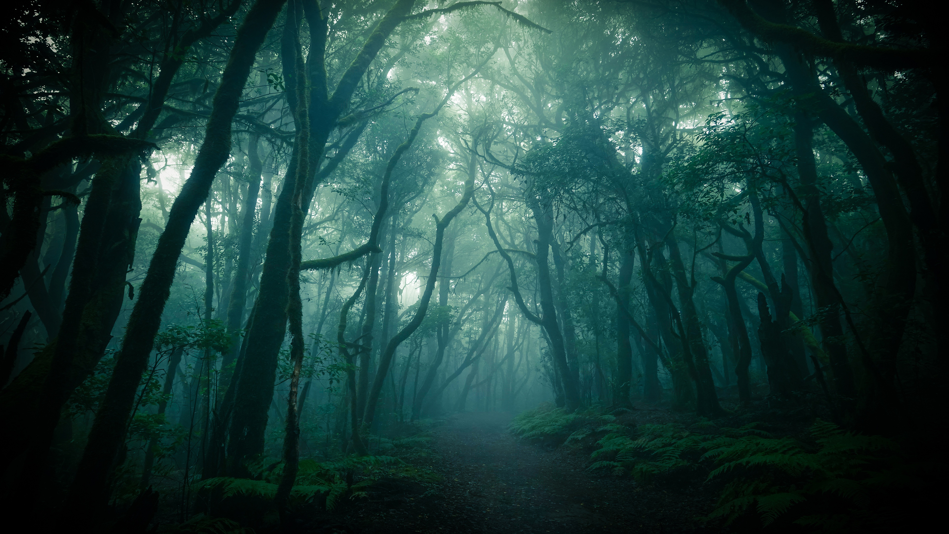 Download mobile wallpaper Nature, Forest, Fog, Earth, Path for free.