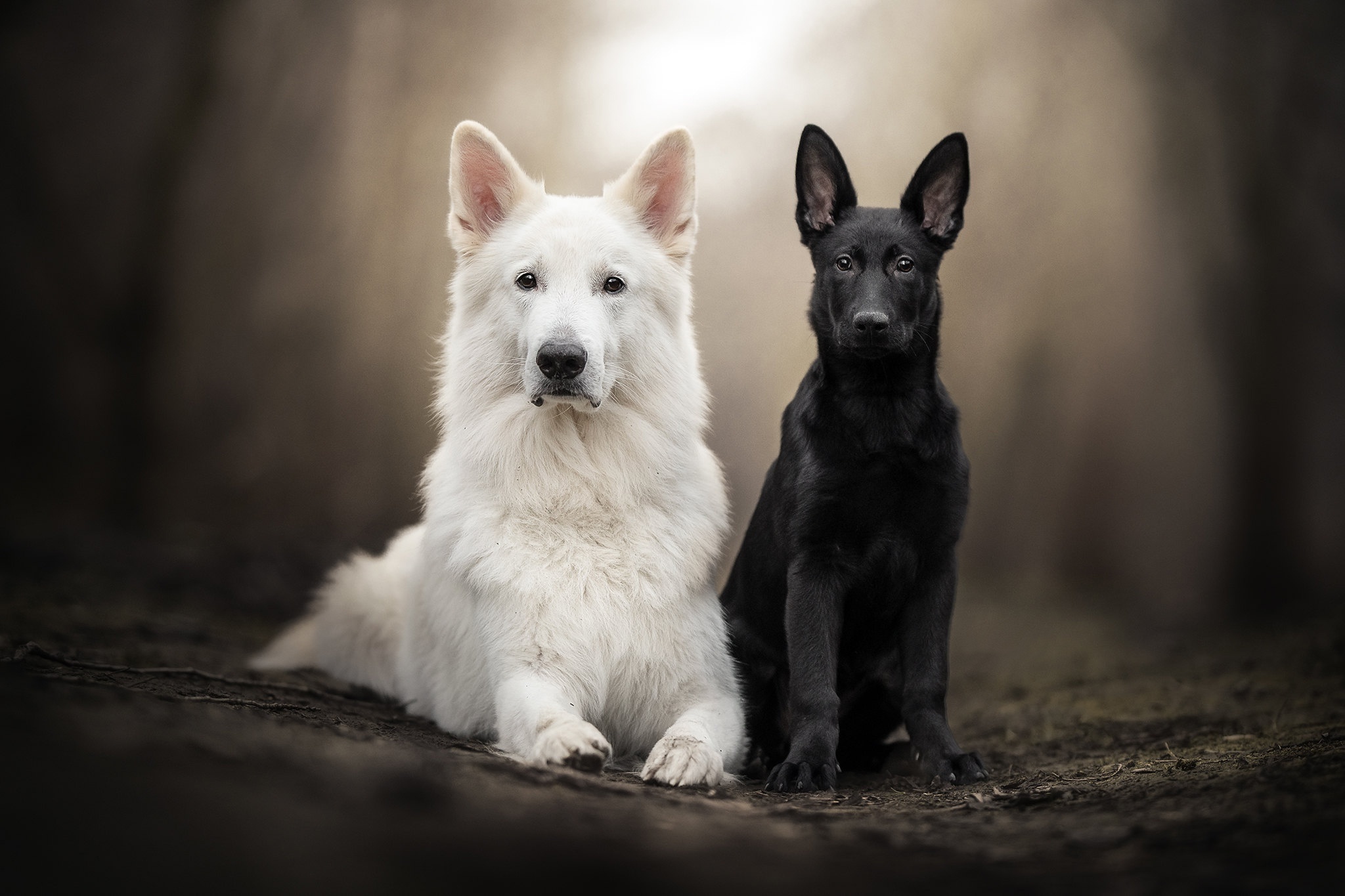 498791 descargar imagen animales, perro, bebe animal, pastor alemán, cachorro, pastor blanco suizo, perros: fondos de pantalla y protectores de pantalla gratis