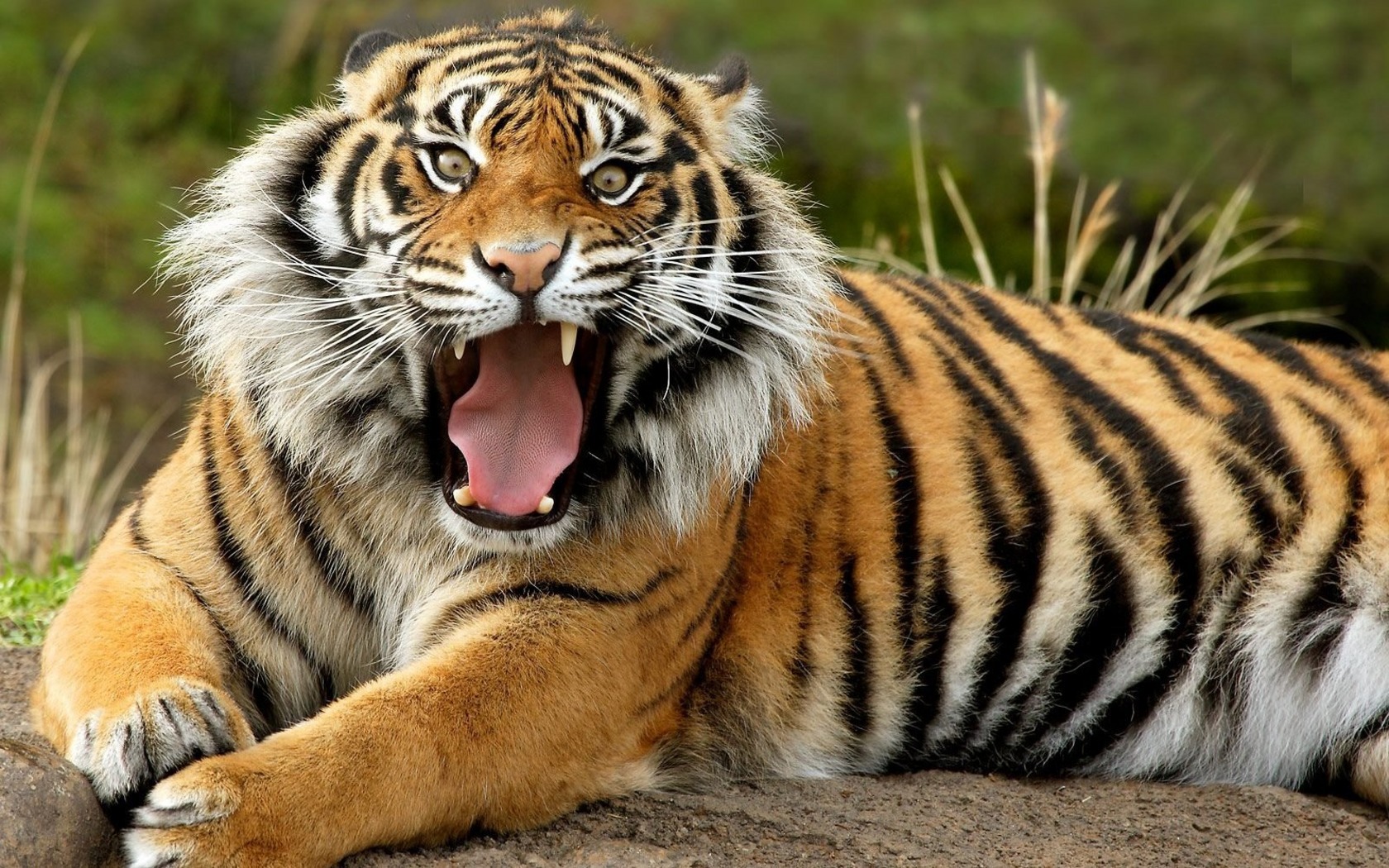 Baixar papel de parede para celular de Animais, Tigres gratuito.