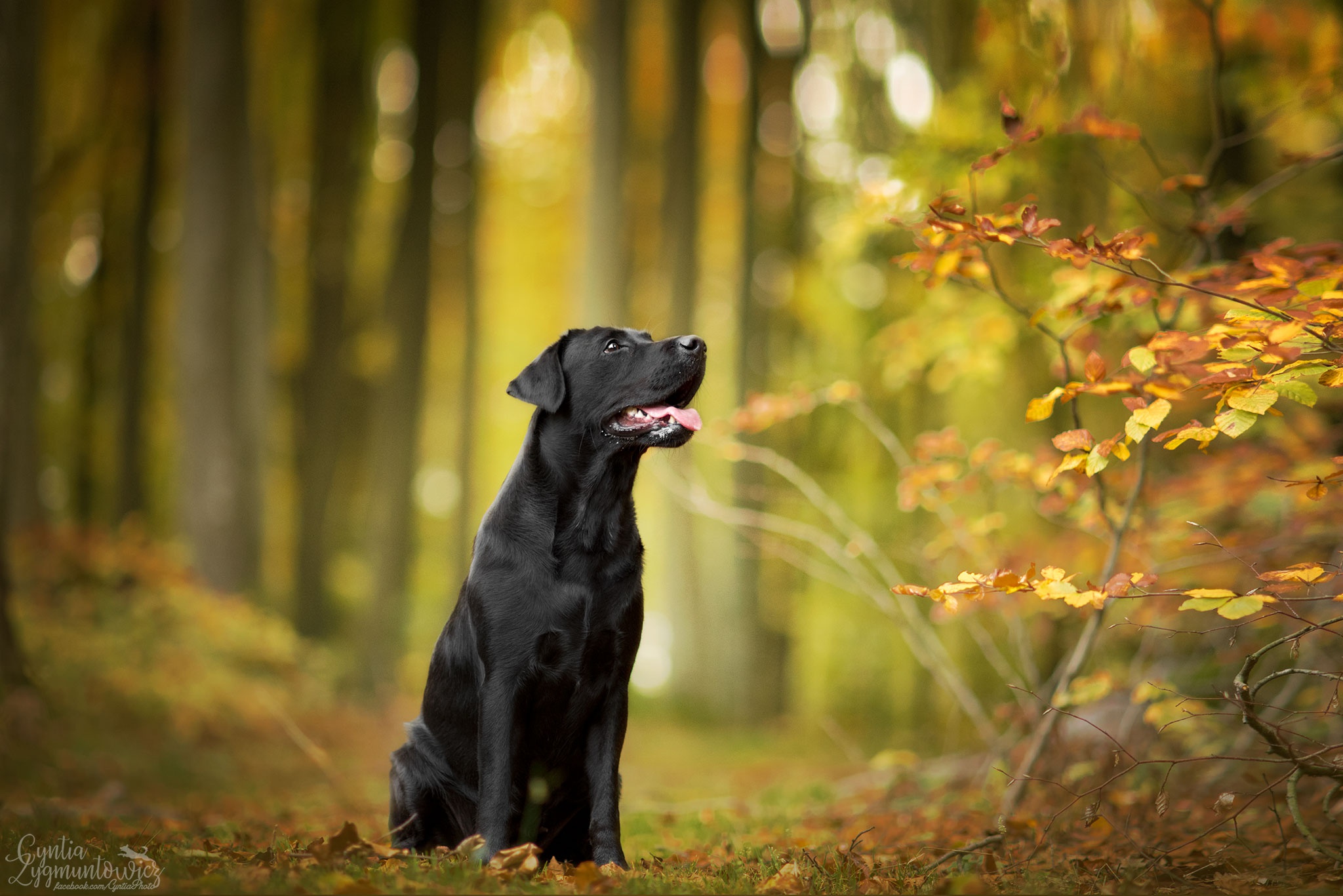 Download mobile wallpaper Dogs, Forest, Dog, Animal, Labrador, Depth Of Field for free.