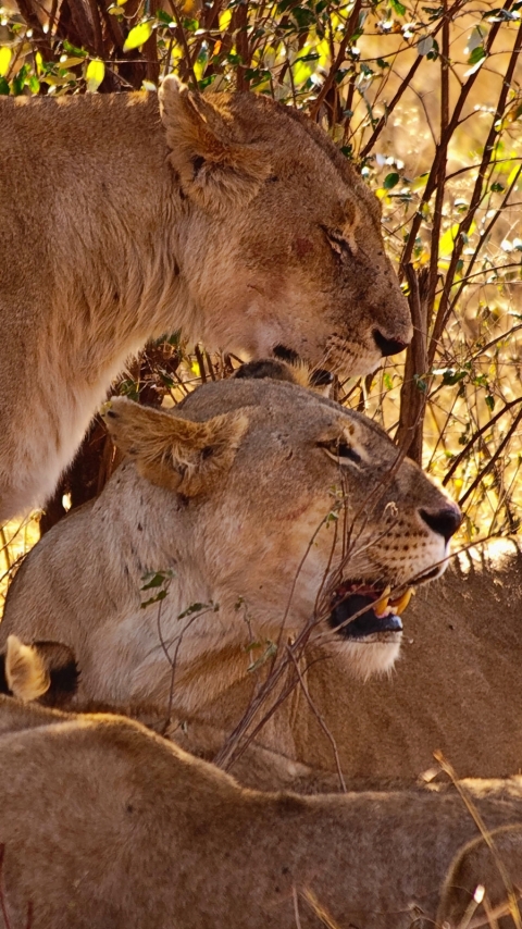 Téléchargez des papiers peints mobile Animaux, Chats, Lion gratuitement.