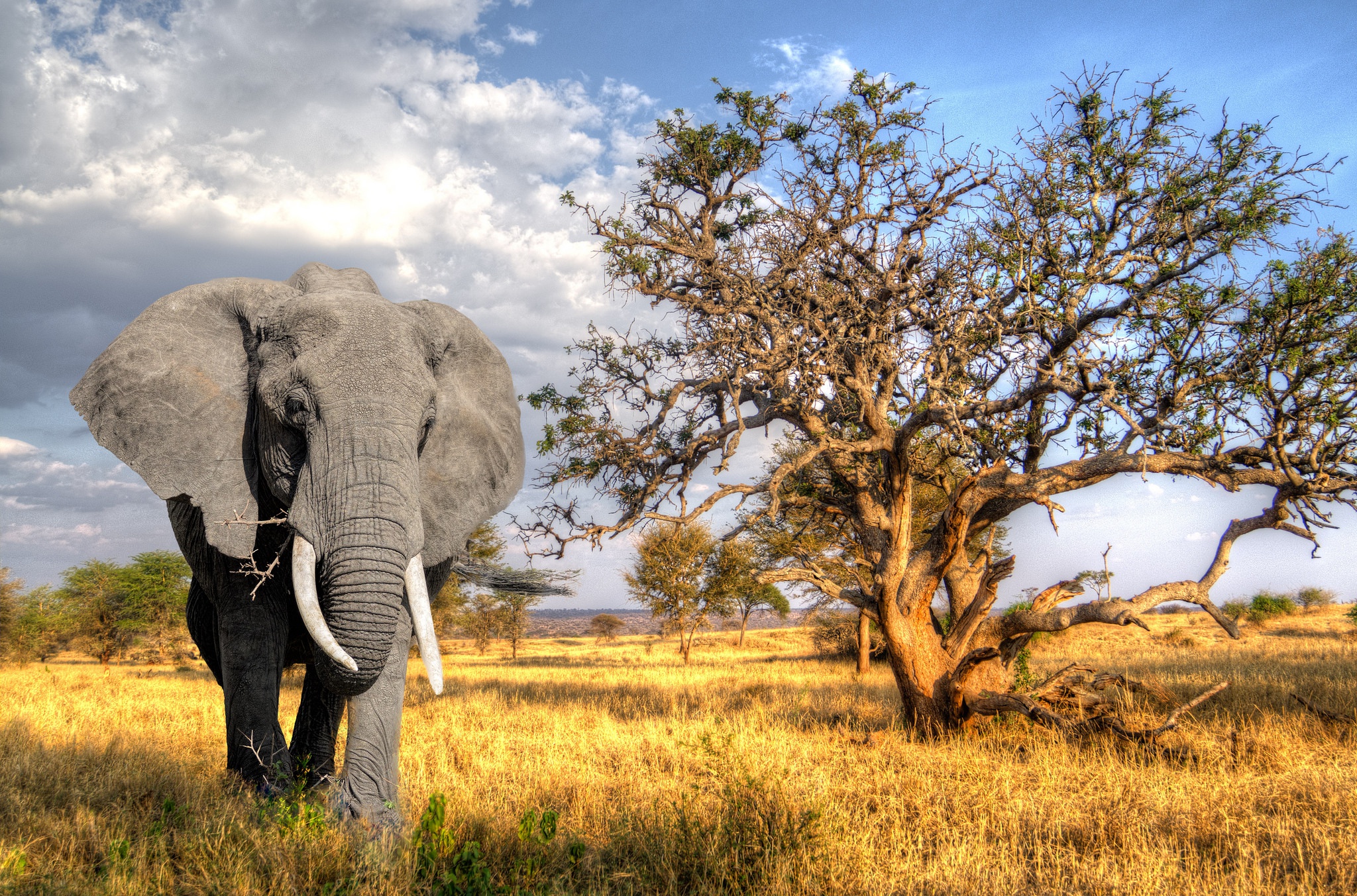 Download mobile wallpaper Elephants, Tree, Animal, Savannah, African Bush Elephant for free.
