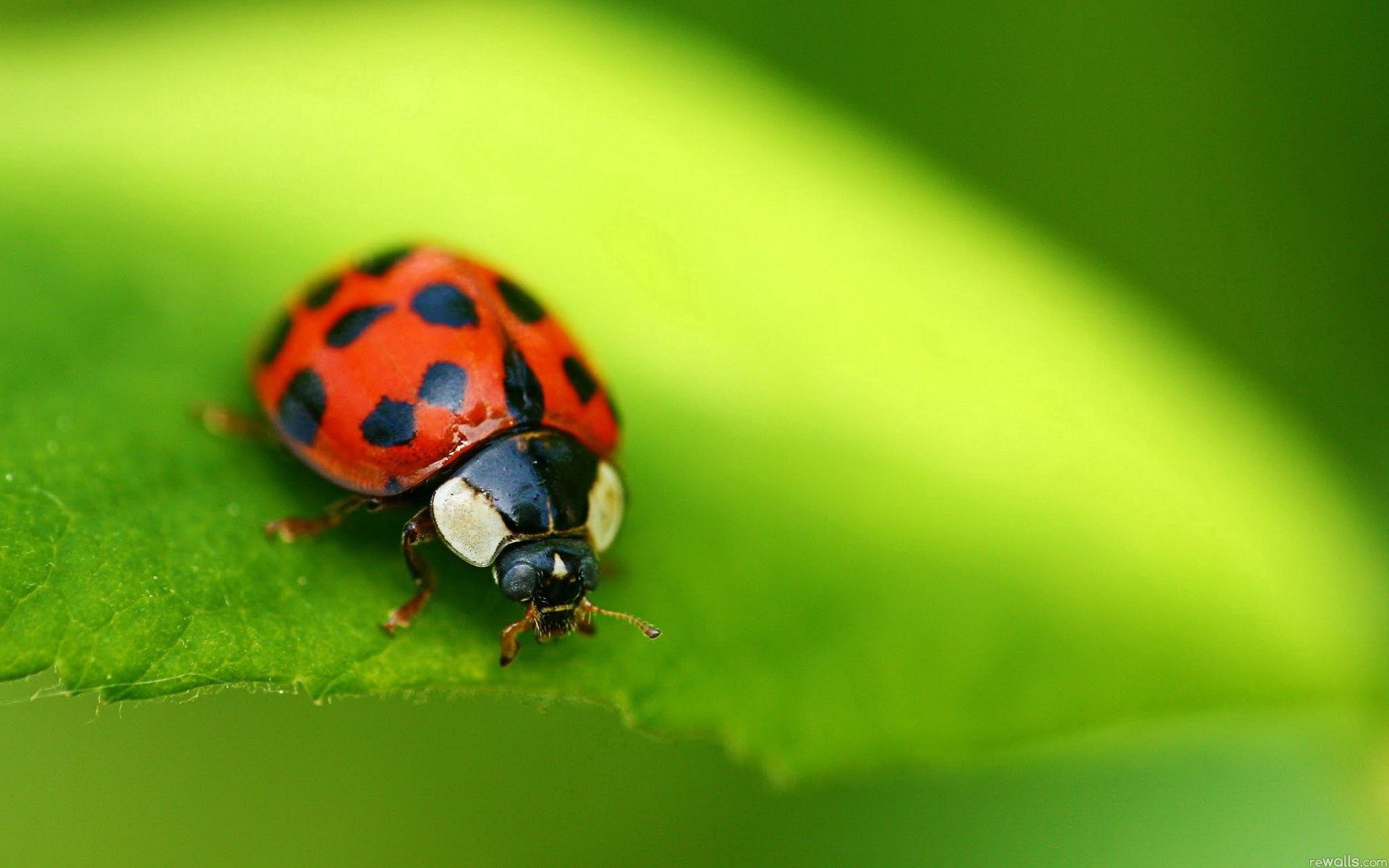 Download mobile wallpaper Macro, Ladybird, Insect, Ladybug, Spots, Stains, Background for free.