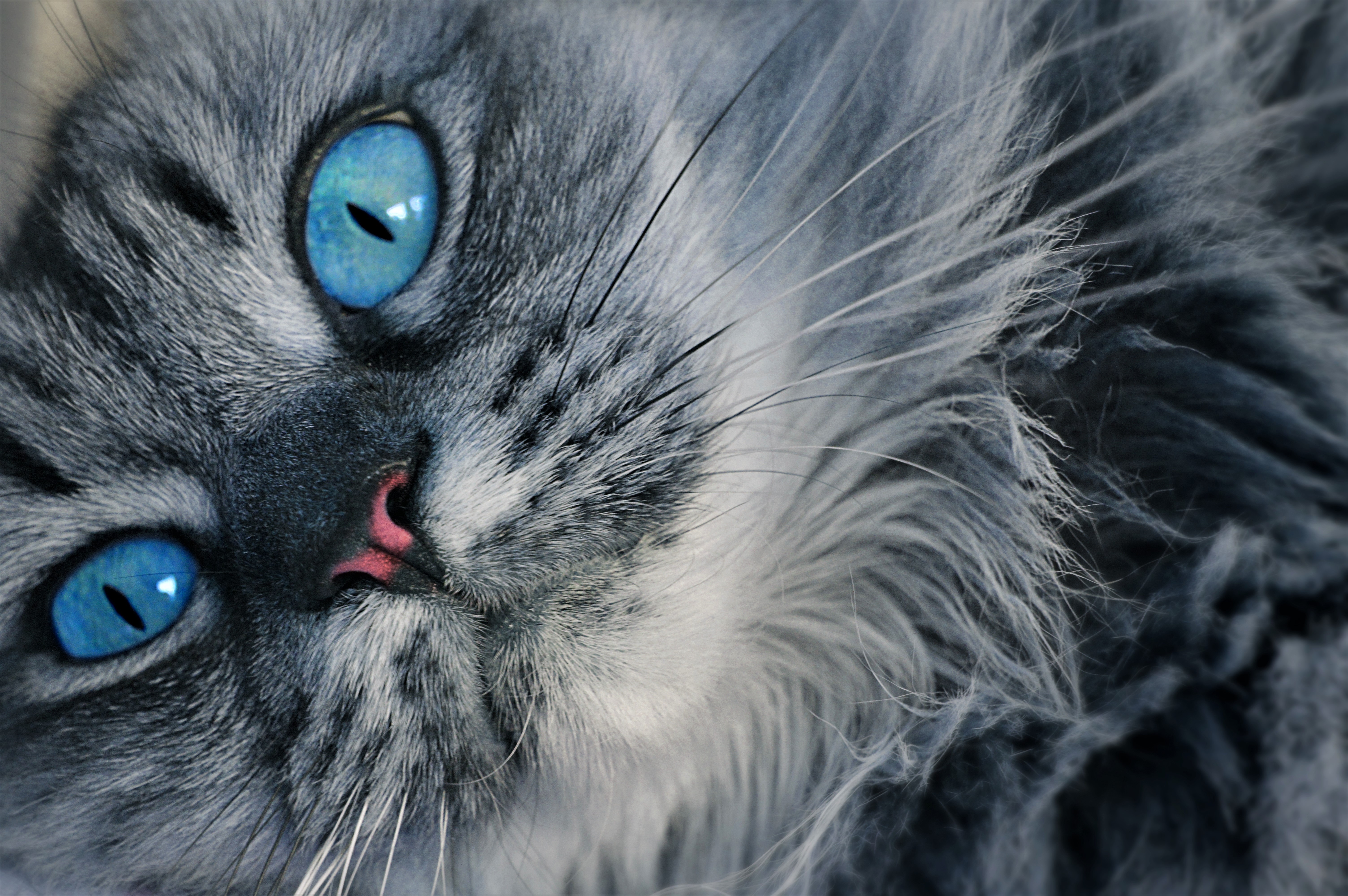 Скачать картинку Животные, Серый, Кошка, Лицо, Кошки, Голубые Глаза в телефон бесплатно.