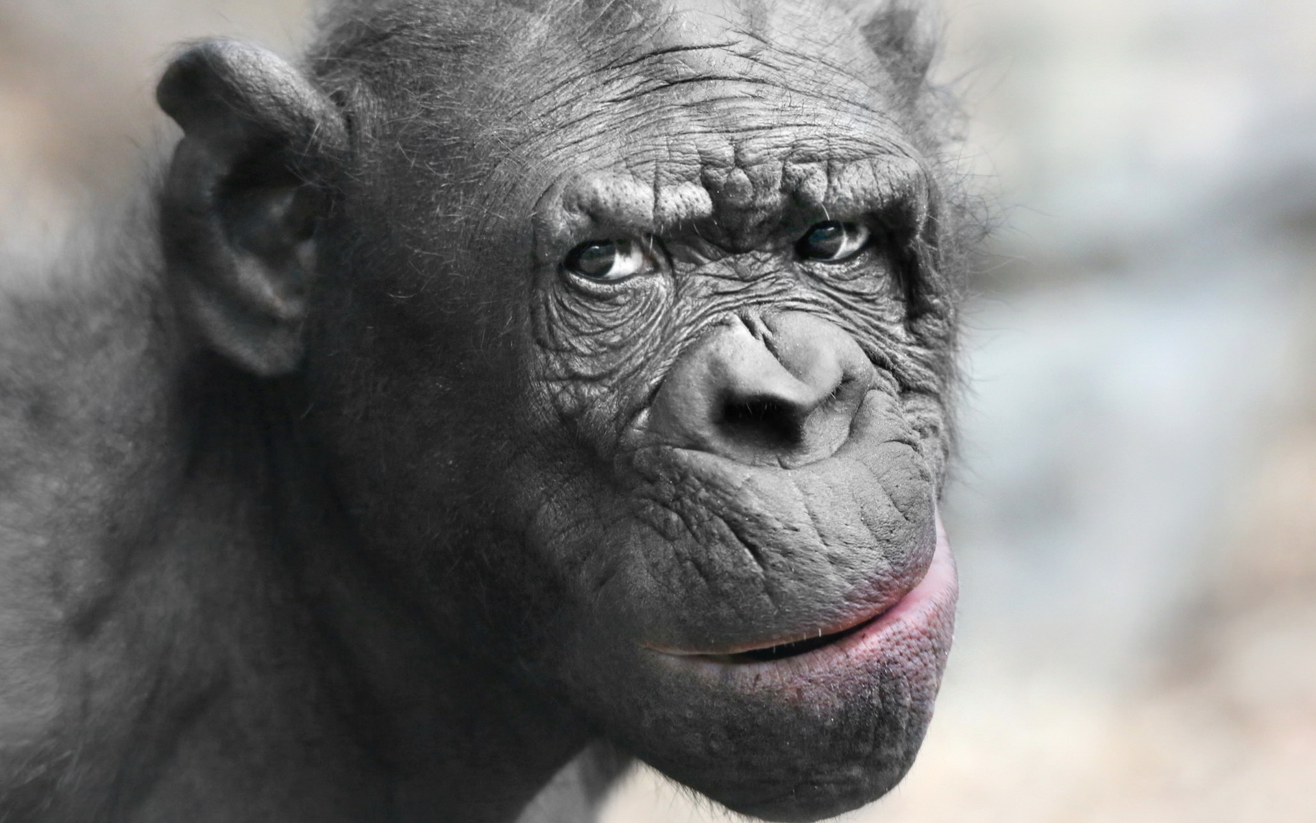 Download mobile wallpaper Chimpanzee, Monkeys, Animal for free.