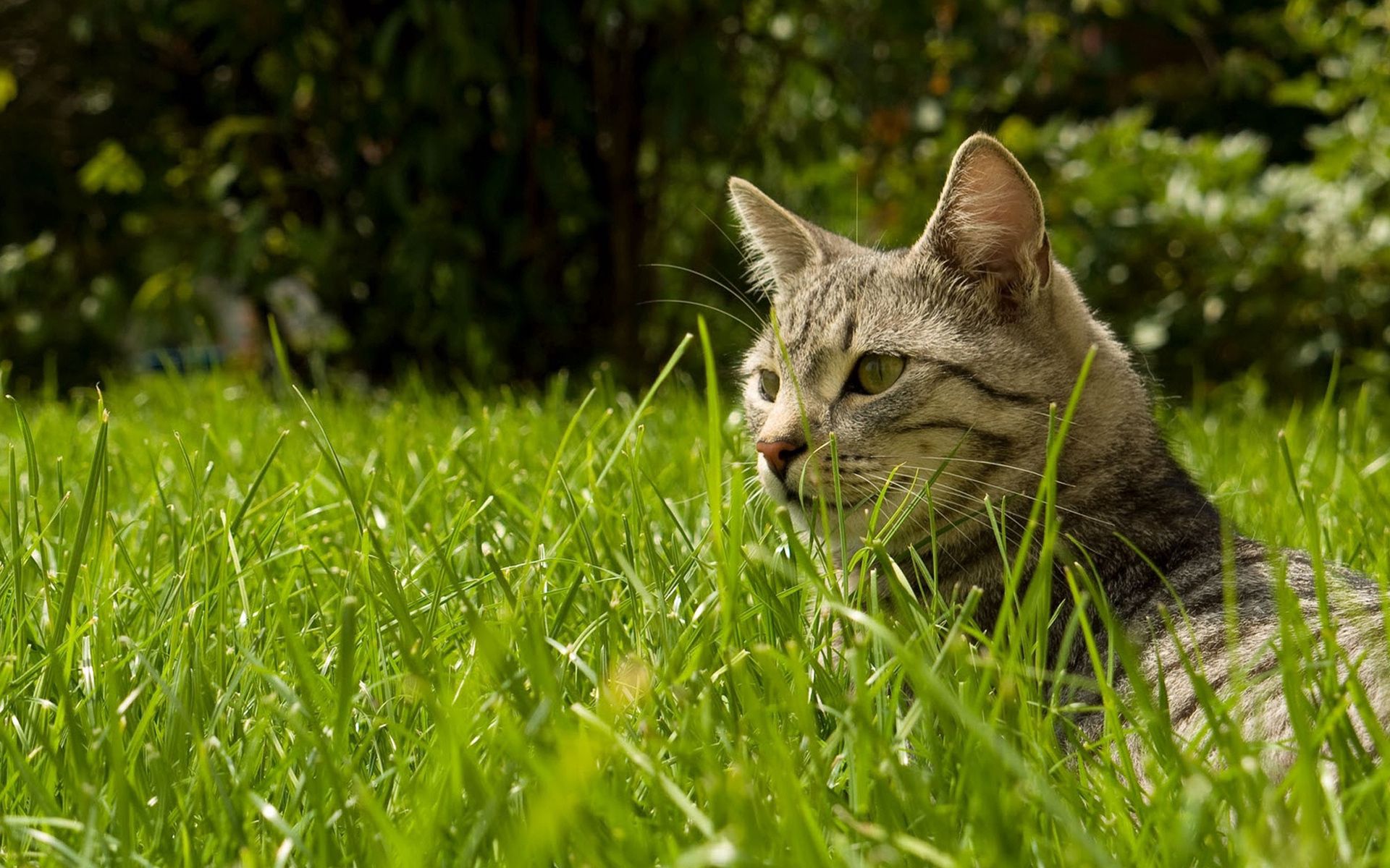 Laden Sie das Grass, Gestreift, Ausblenden, Der Kater, Tiere, Katze-Bild kostenlos auf Ihren PC-Desktop herunter