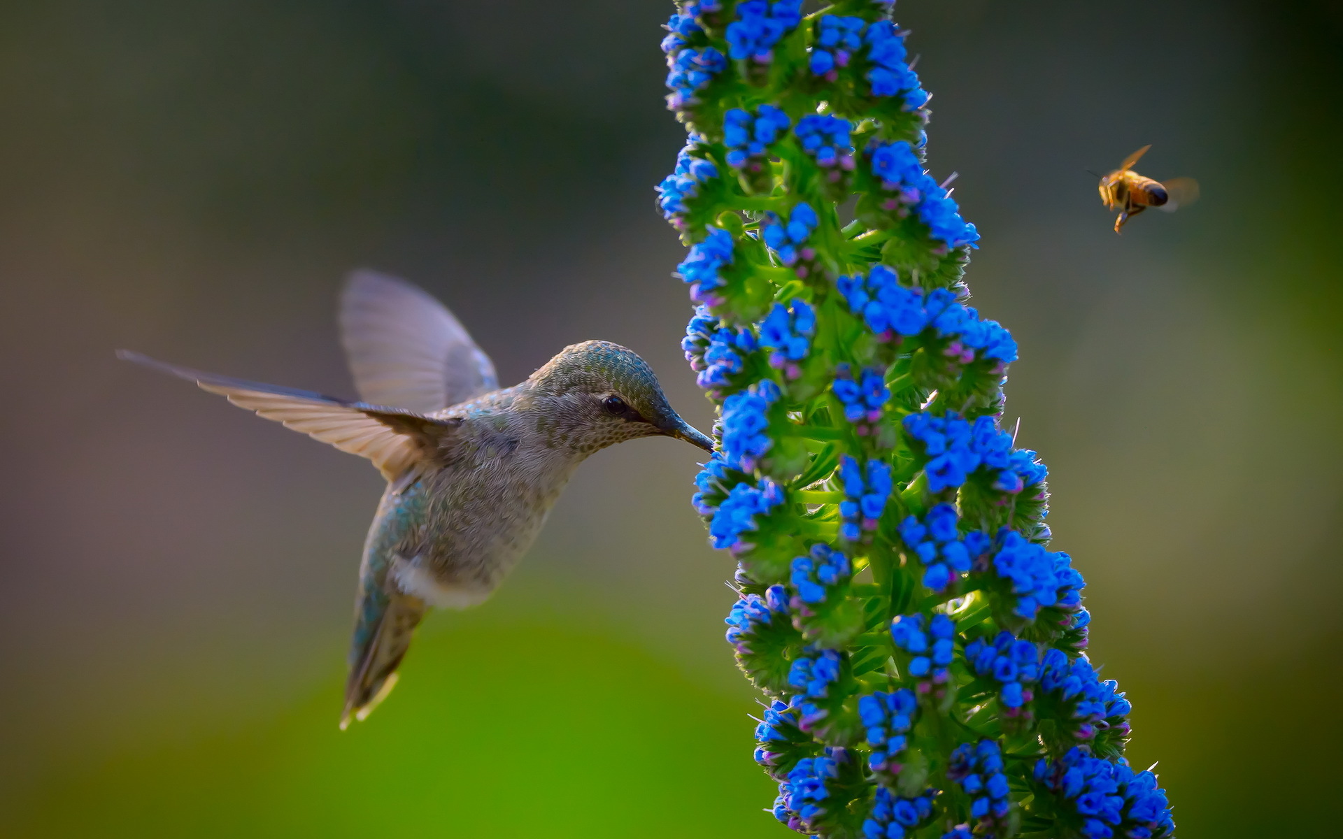 300482 baixar imagens beija flor, animais, pássaro, aves - papéis de parede e protetores de tela gratuitamente