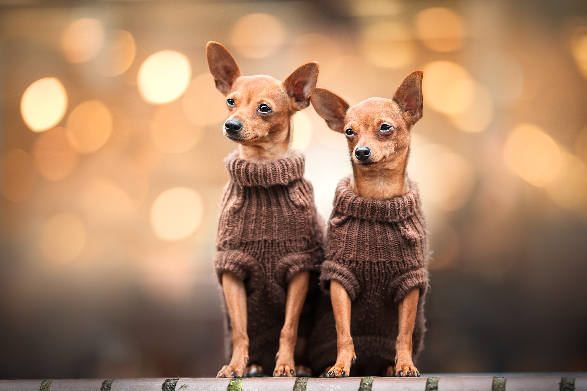 Download mobile wallpaper Dogs, Dog, Animal, Bokeh, Chihuahua for free.