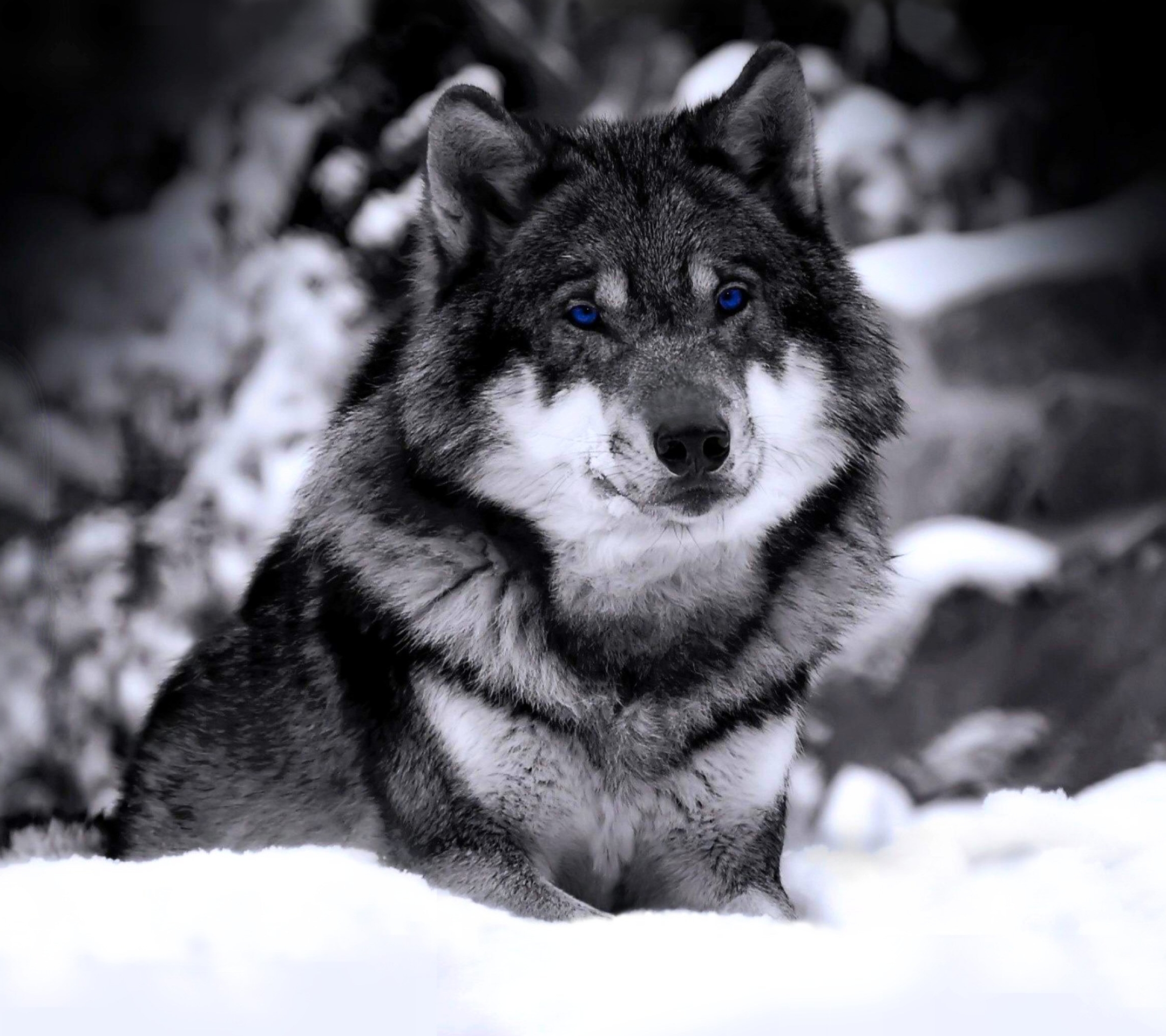 Скачать картинку Волки, Волк, Снег, Животные в телефон бесплатно.