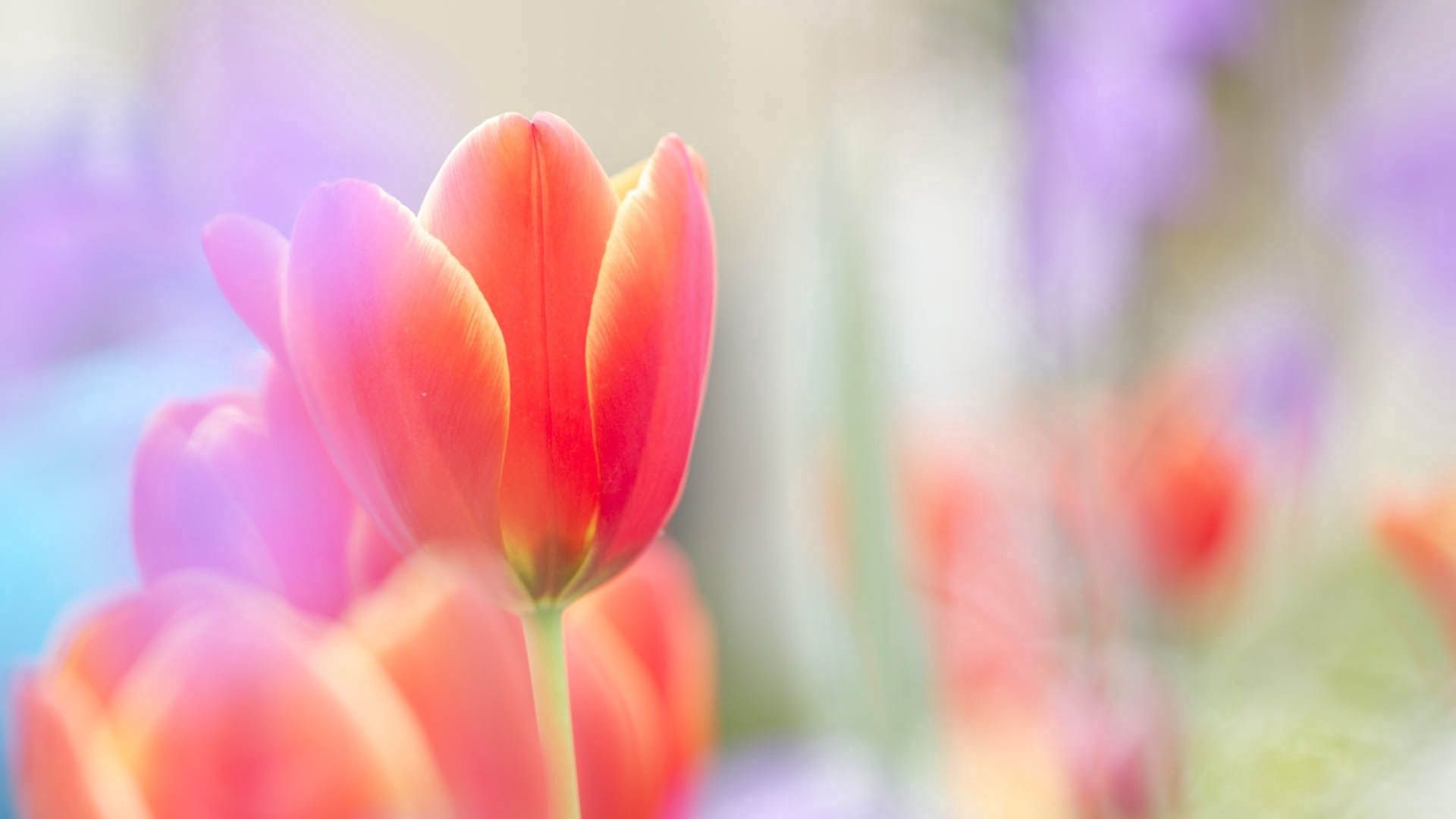 Download mobile wallpaper Flower, Macro, Petals, Tulip, Plant for free.