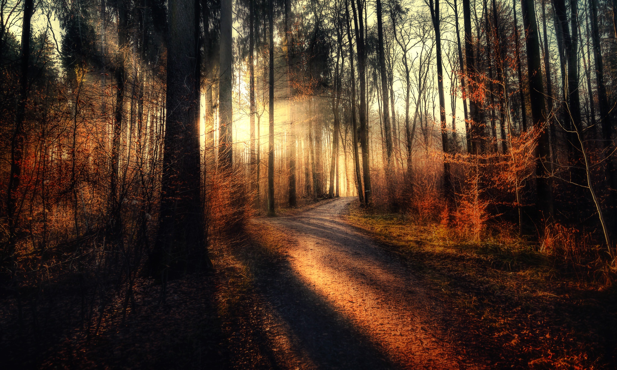 Download mobile wallpaper Nature, Forest, Tree, Earth, Path, Sunbeam for free.