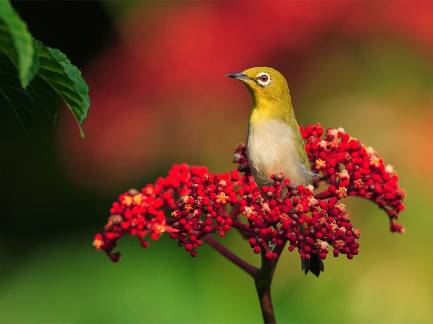 birds, animals Desktop Wallpaper