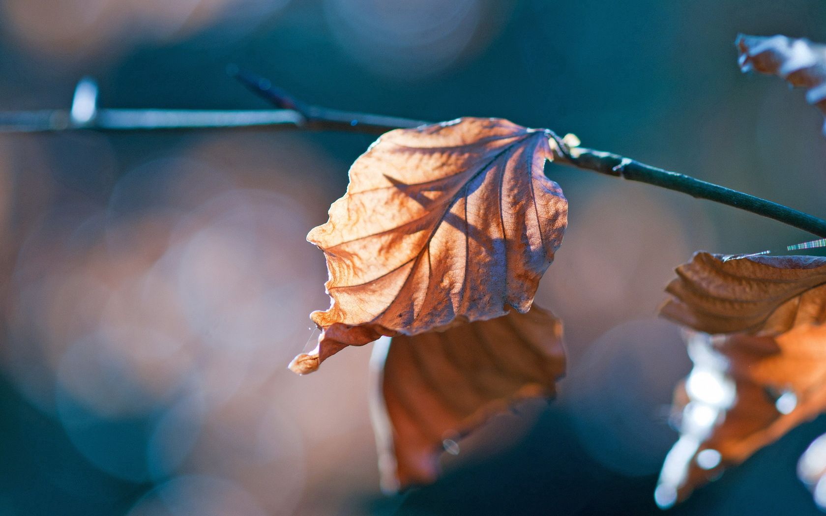 Download mobile wallpaper Branch, Dry, Leaves, Glare, Macro, Autumn for free.