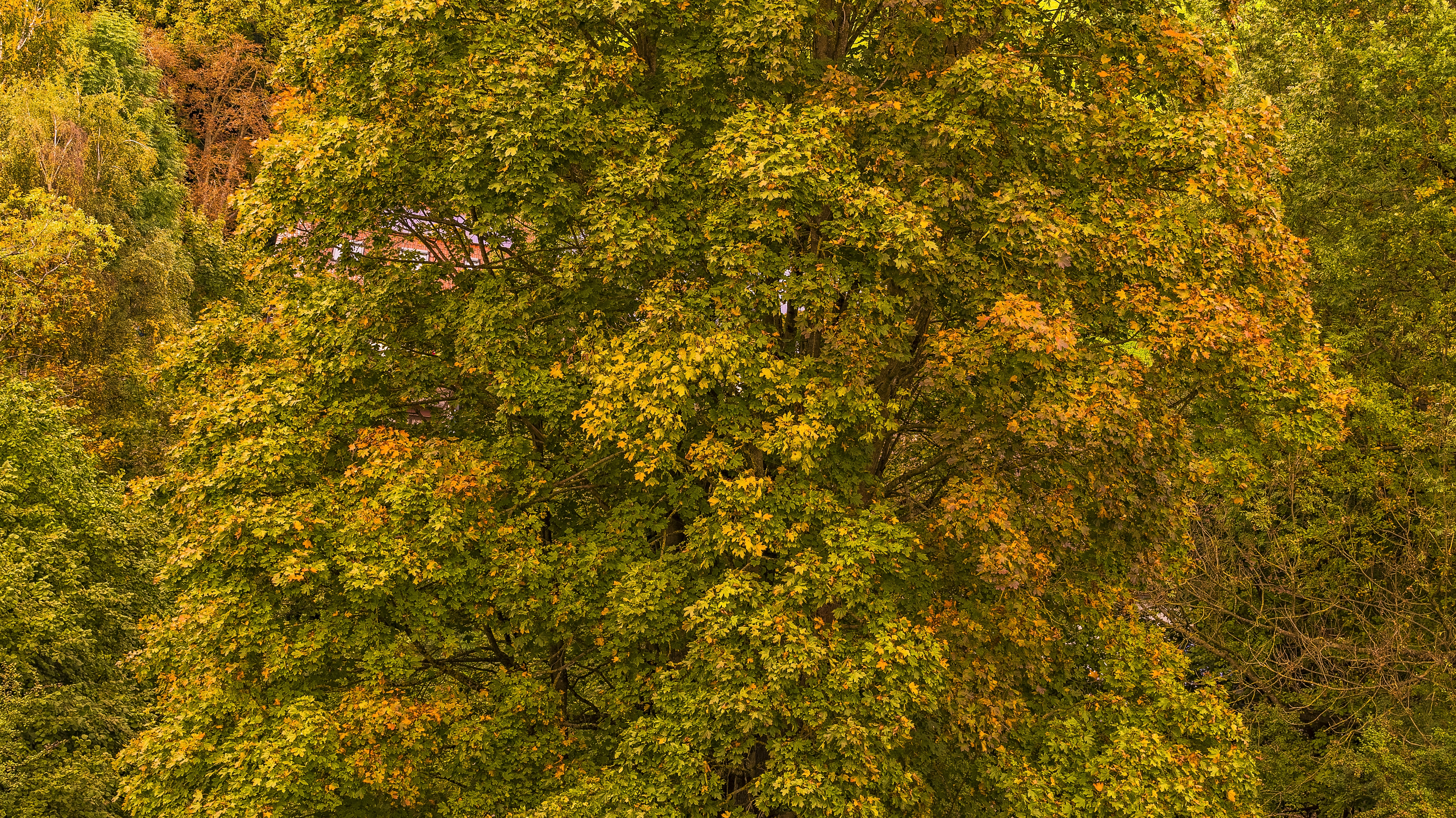 Handy-Wallpaper Natur, Bäume, Laub, Herbst kostenlos herunterladen.