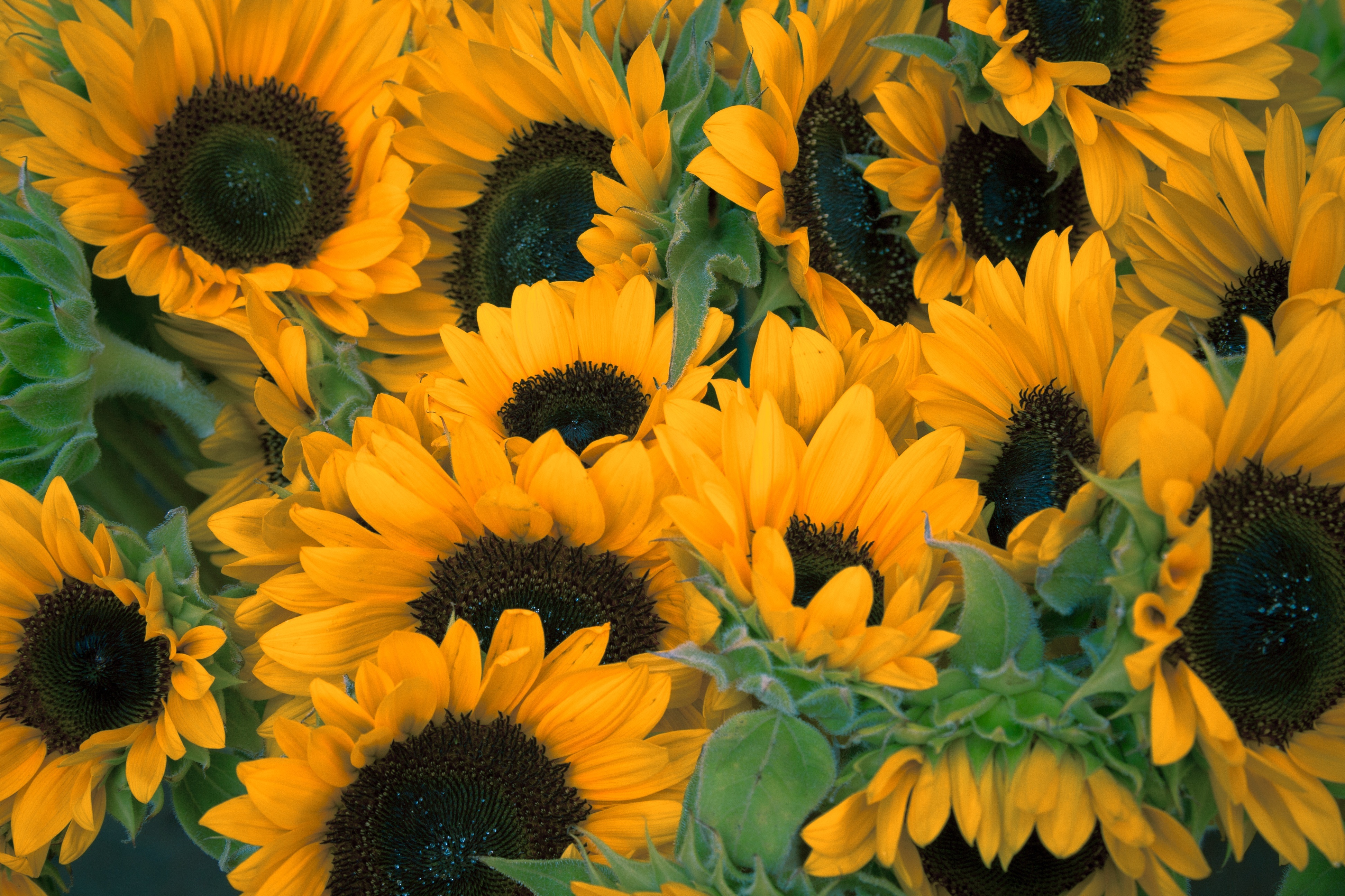 Handy-Wallpaper Sonnenblumen, Viele, Vielzahl, Blumen kostenlos herunterladen.