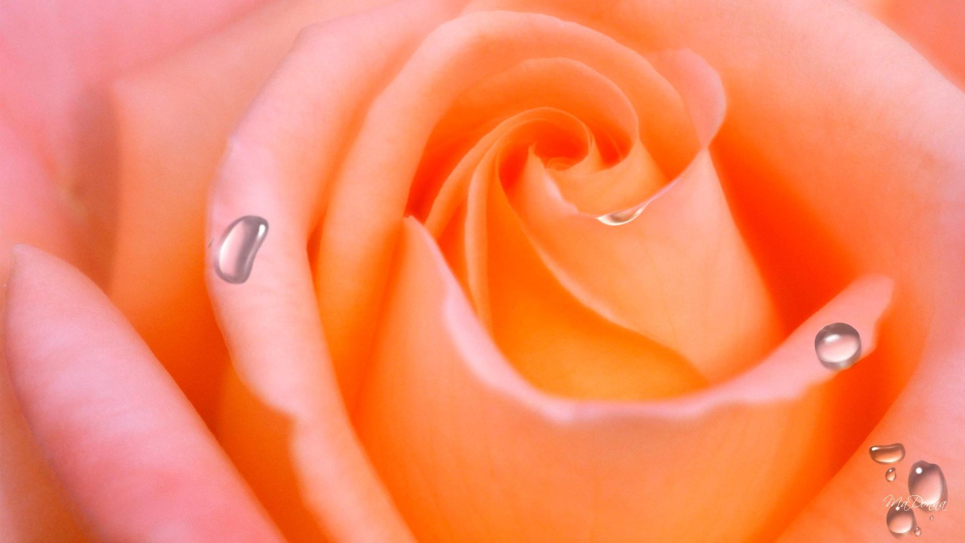 Free download wallpaper Flowers, Flower, Rose, Close Up, Earth, Water Drop, Orange Flower on your PC desktop