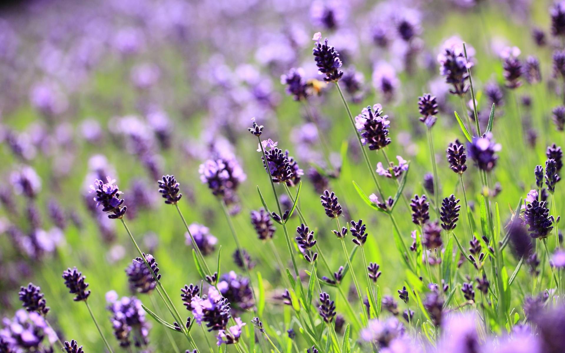 Laden Sie das Blumen, Lavendel, Erde/natur-Bild kostenlos auf Ihren PC-Desktop herunter