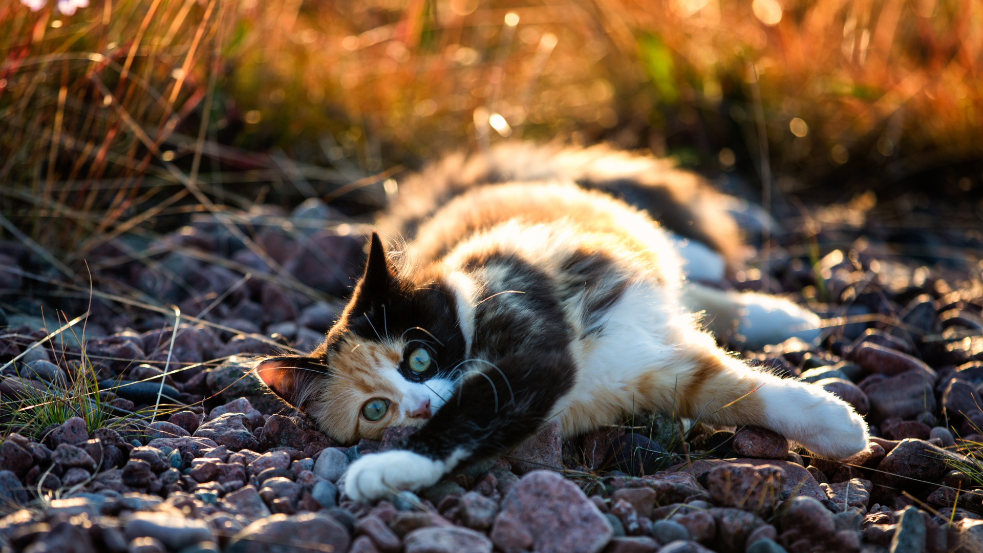 Baixe gratuitamente a imagem Animais, Gatos, Gato na área de trabalho do seu PC