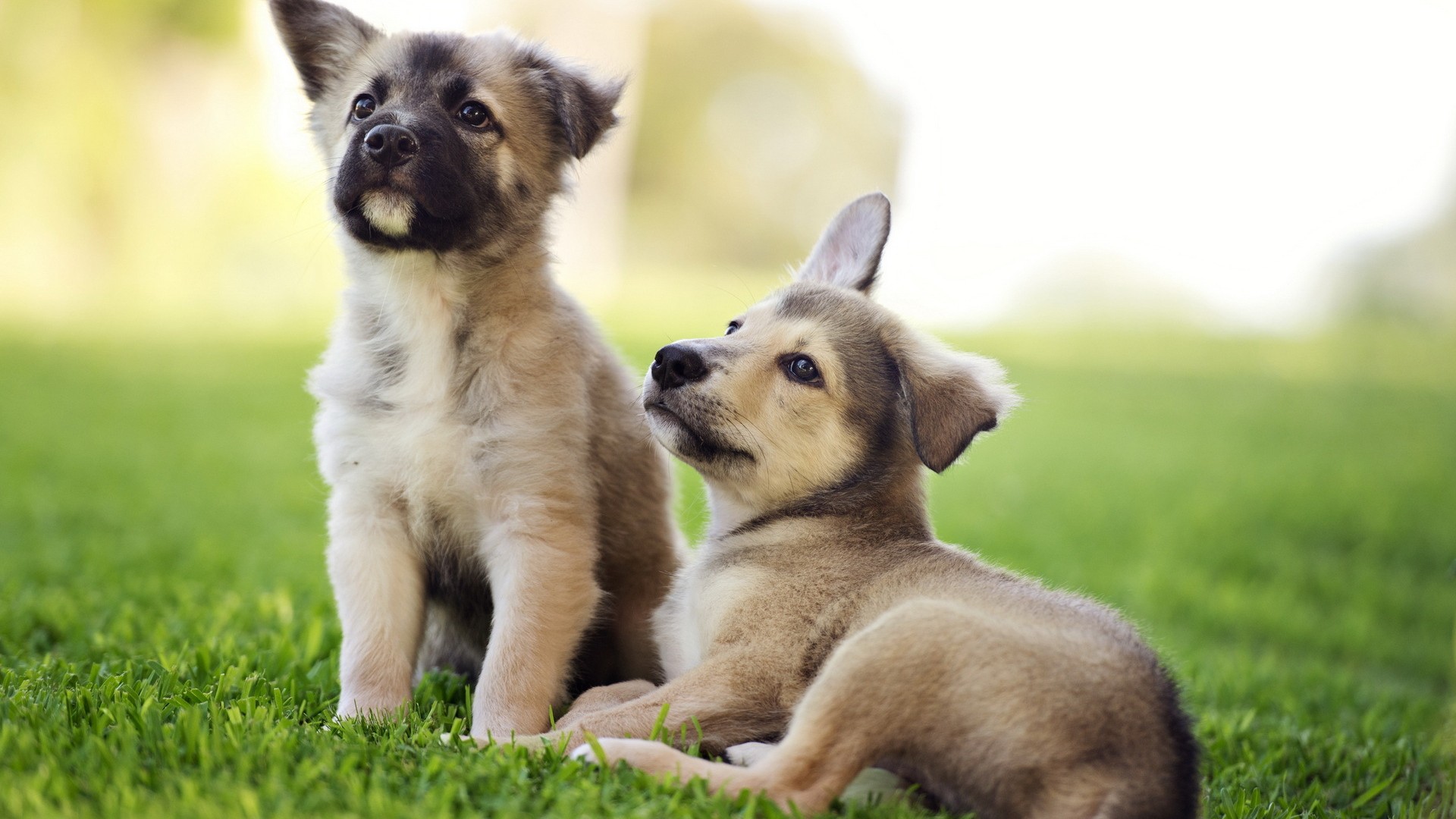 Handy-Wallpaper Tiere, Hund kostenlos herunterladen.