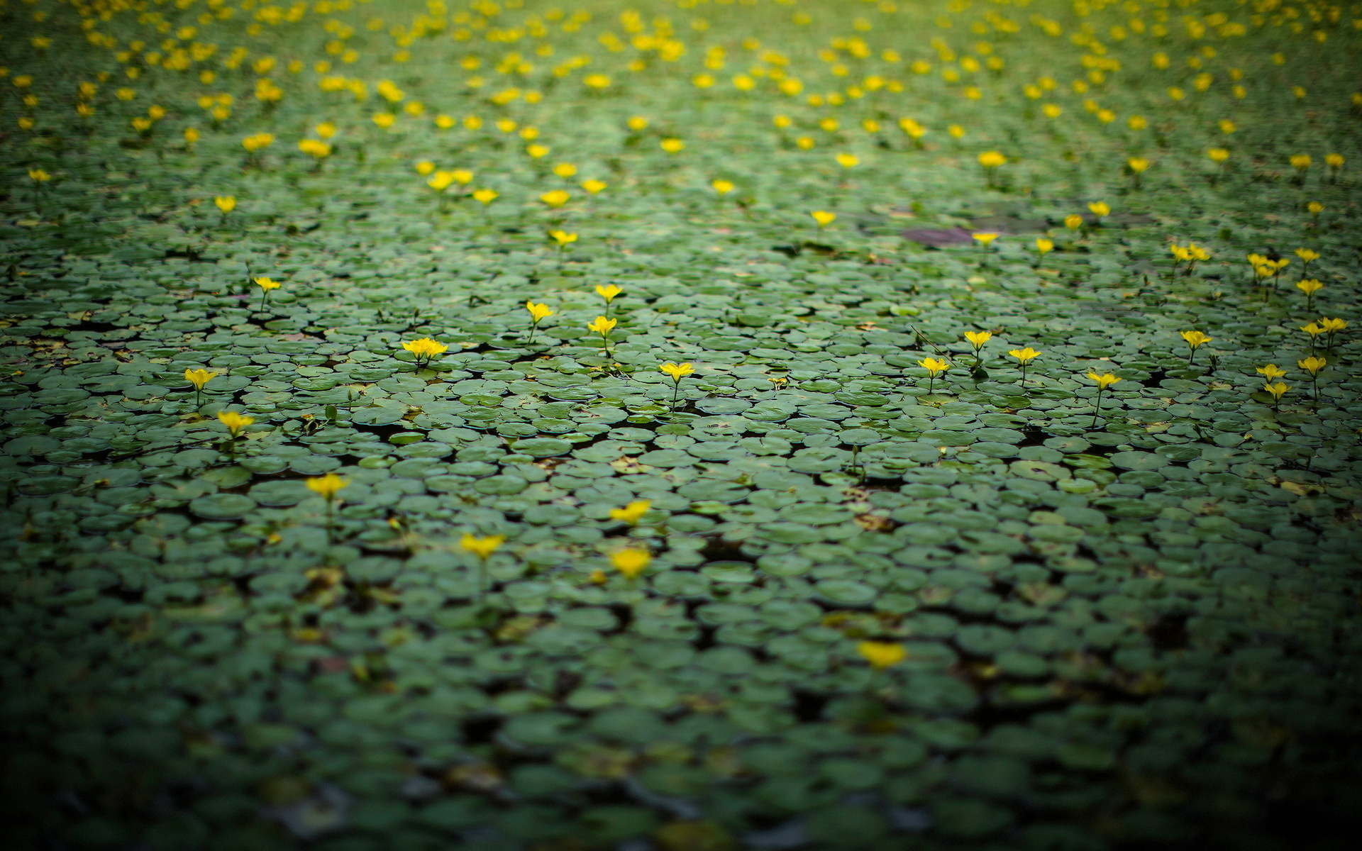 Baixe gratuitamente a imagem Flores, Flor, Terra/natureza na área de trabalho do seu PC